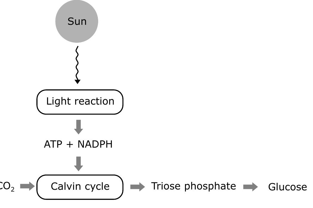32 photosynthesis is a two stage process. the first process