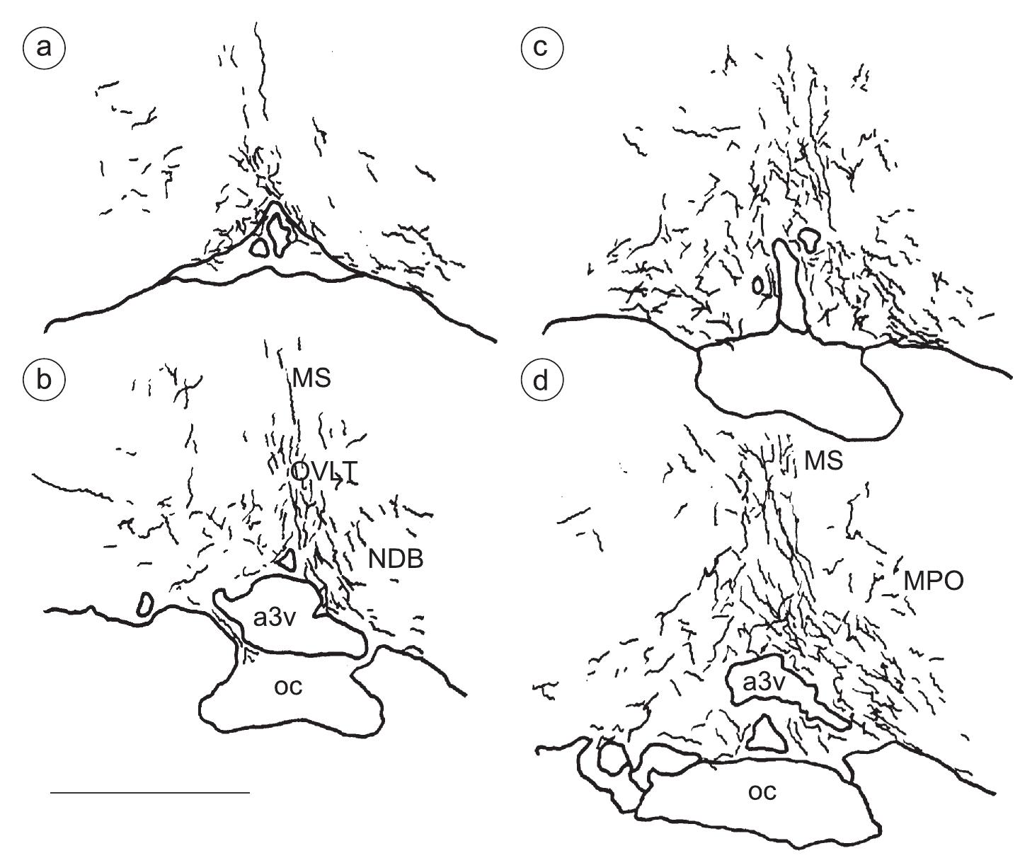 Camera lucida projection drawings of transverse sections