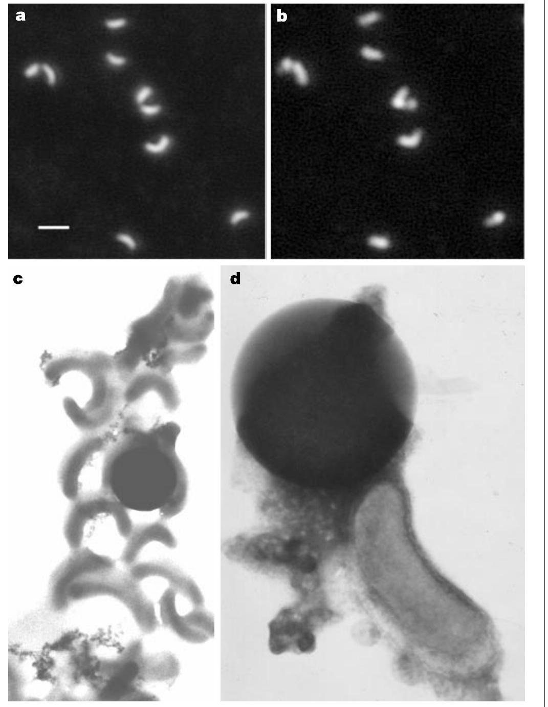 Sar11 (PDF) Cultivation of the ubiquitous SAR11 marine bacterioplankton clade