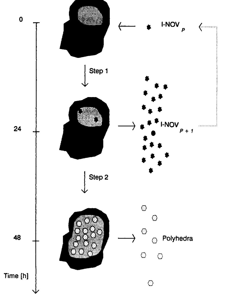 Schematic representation of the replication cycle of