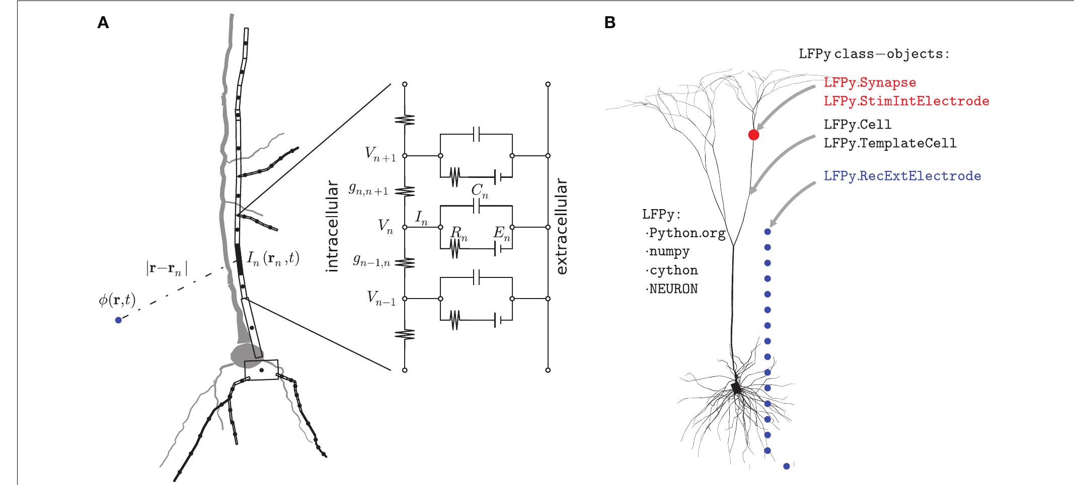 (PDF) LFPy: A tool for simulation of extracellular potentials