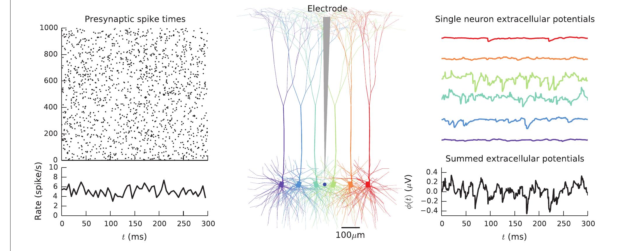 (PDF) LFPy: A tool for simulation of extracellular potentials