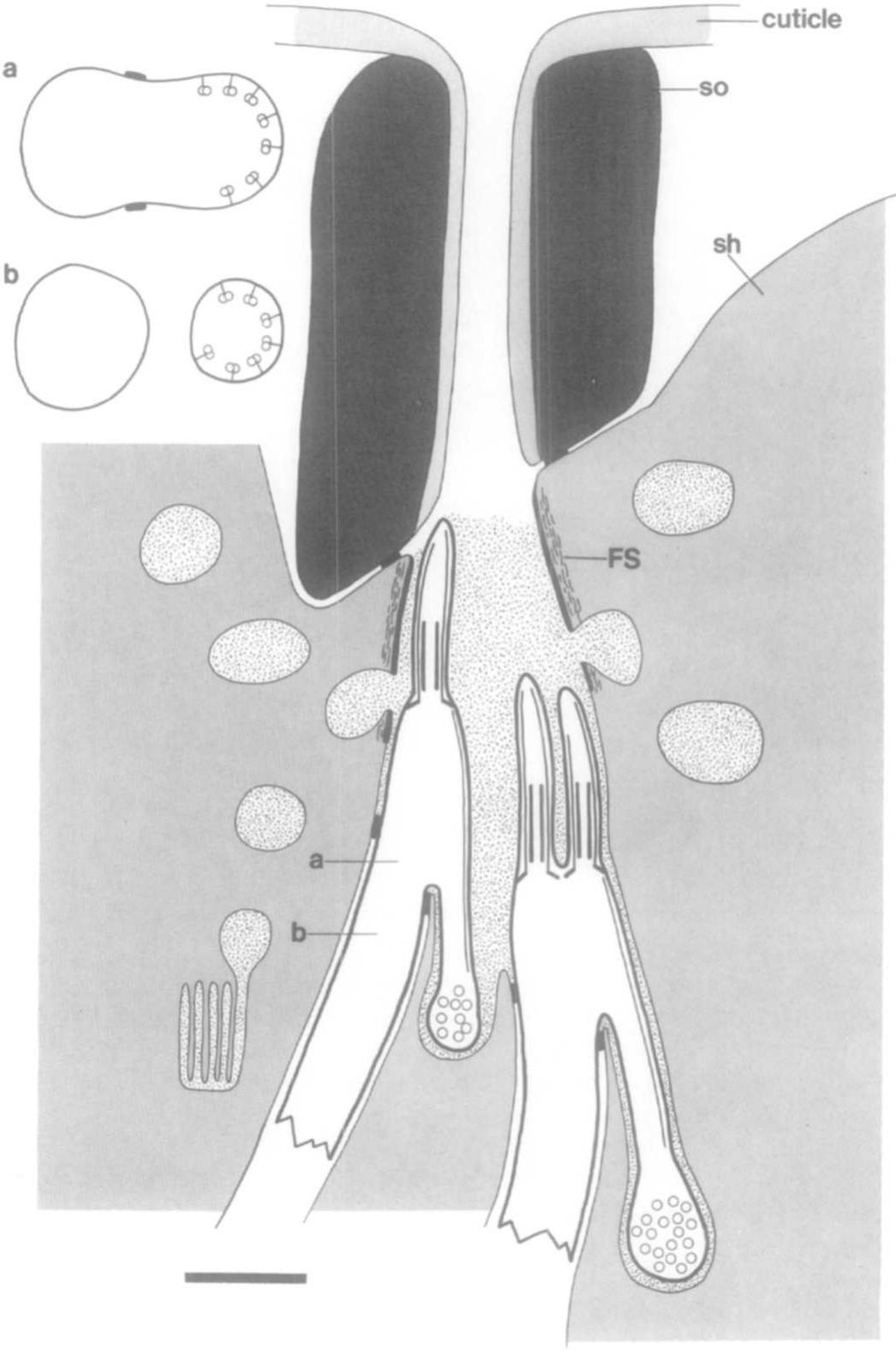 (PDF) Mutant sensory cilia in the nematode Caenorhabditis elegans