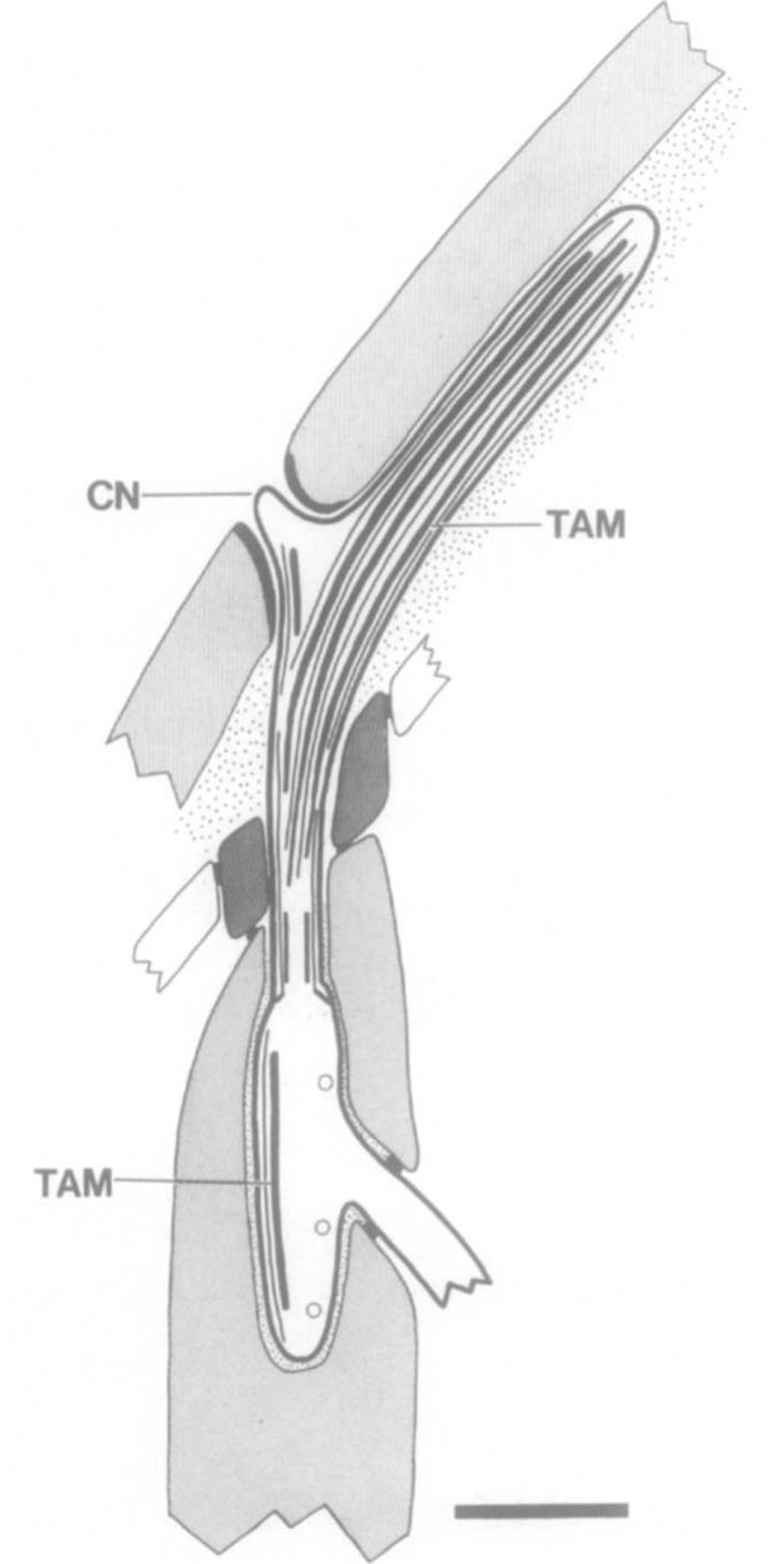 Fic. 30. schematic longitudinal section through cep cilium