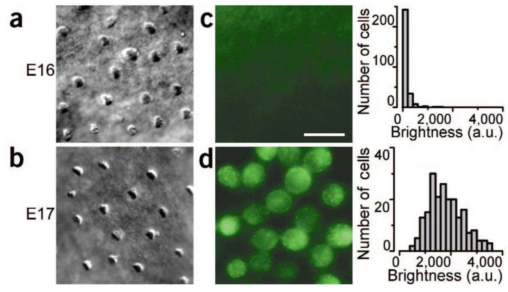 (PDF) Developmental acquisition of sensory transduction in hair cells ...