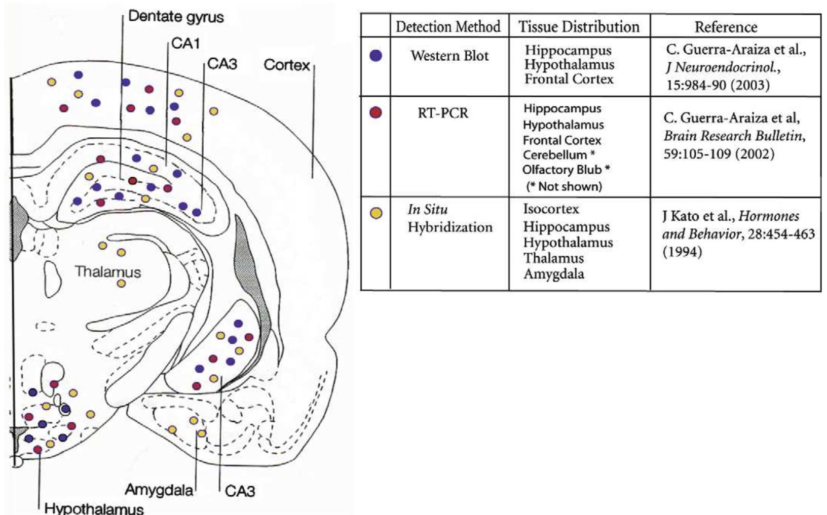 Pr a and b isoforms in rat brain pr a and b isoforms in rat