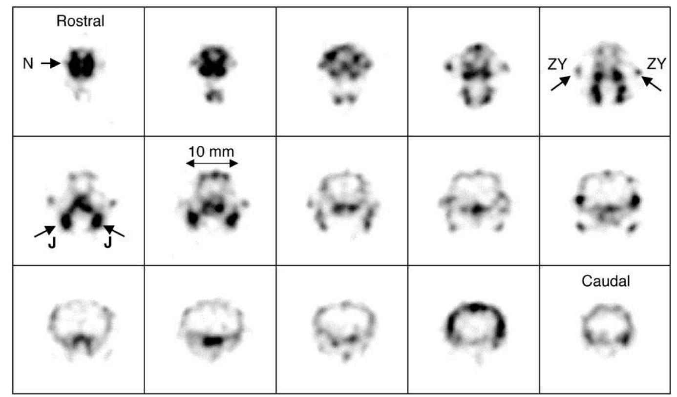 (PDF) High resolution PET, SPECT and projection imaging in small animals