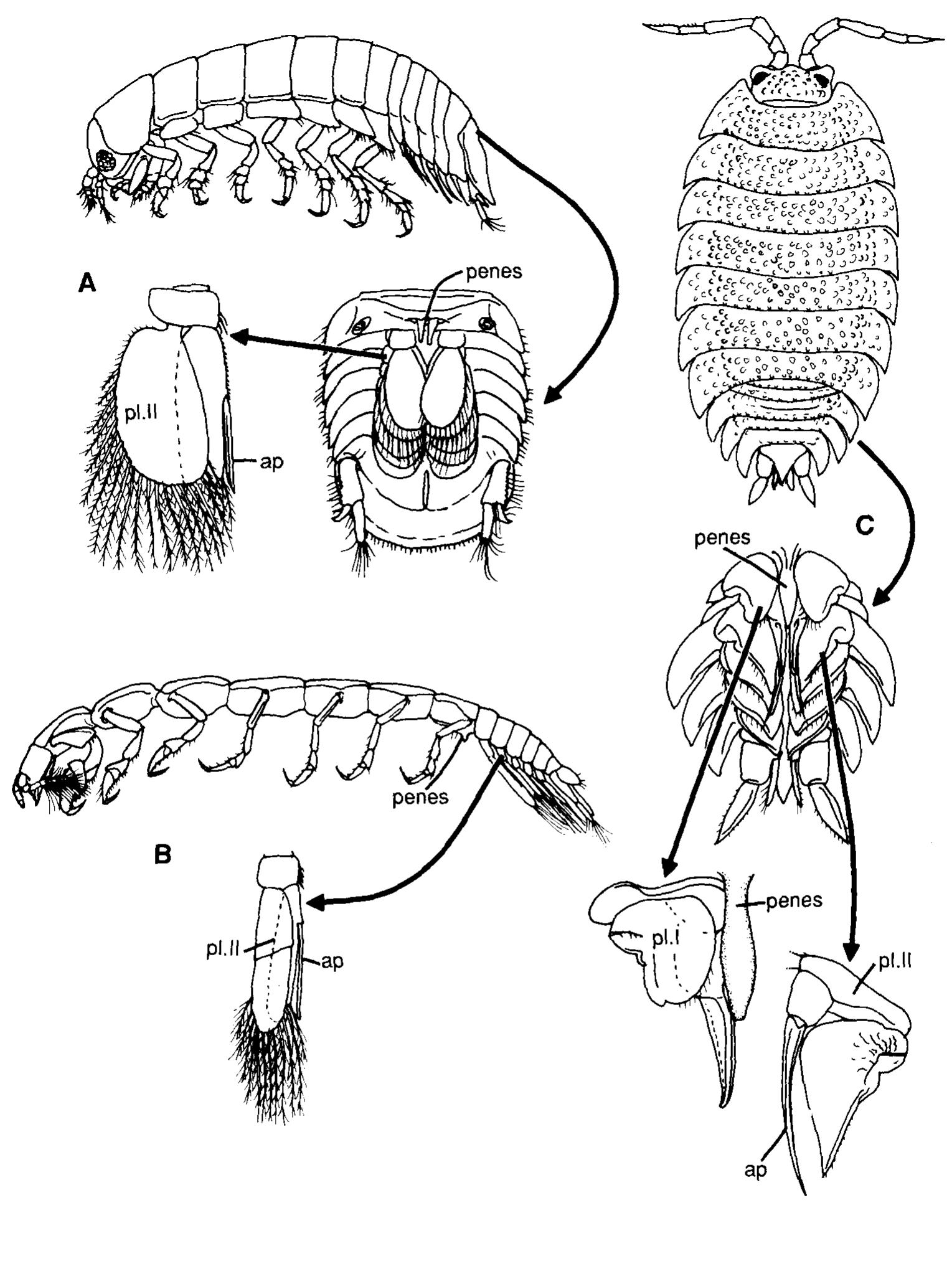 Figure 2 - Functional Morphology and Evolution of Isopod