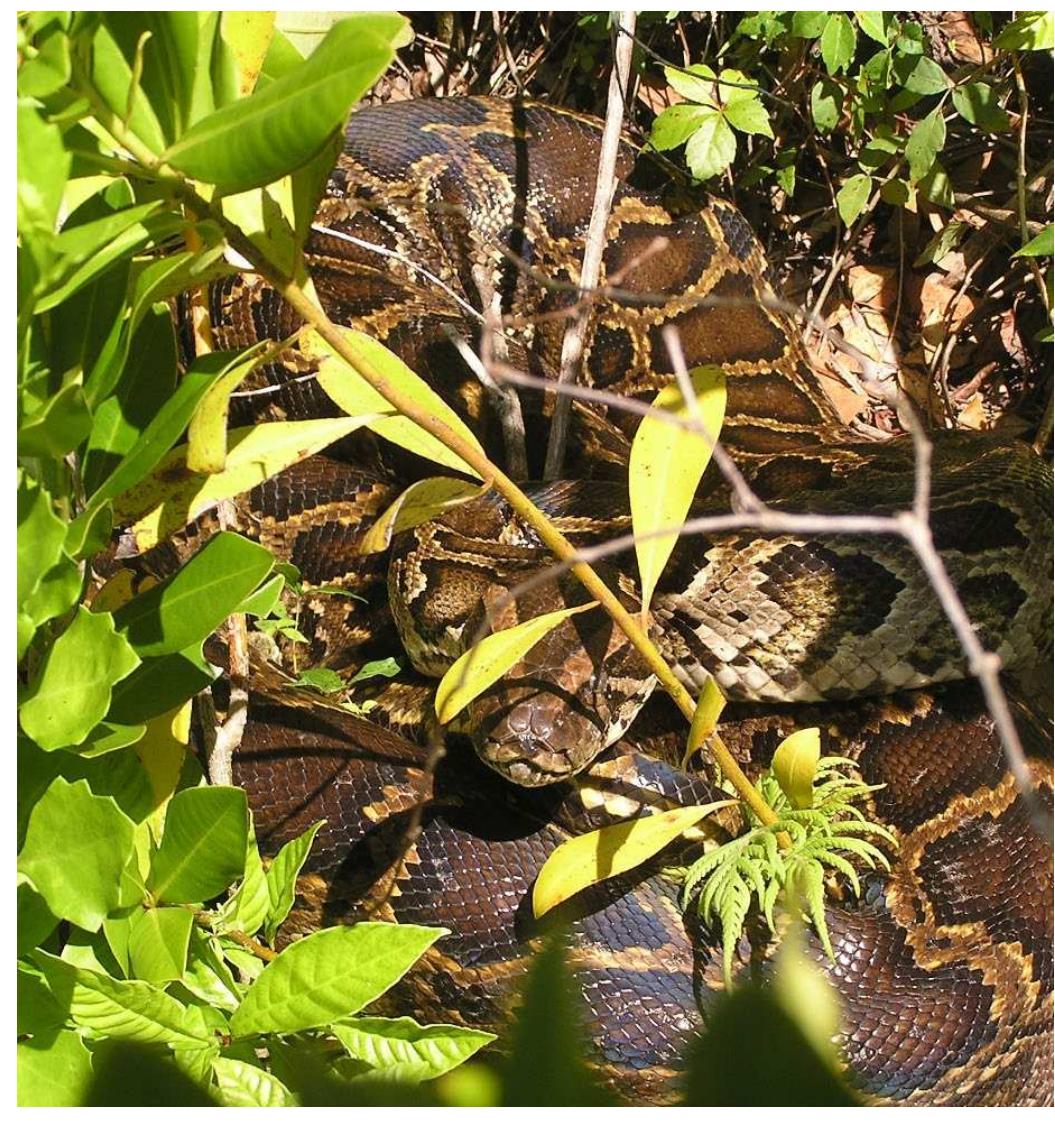 Figure 5 - from Burmese Pythons in South Florida: Scientific