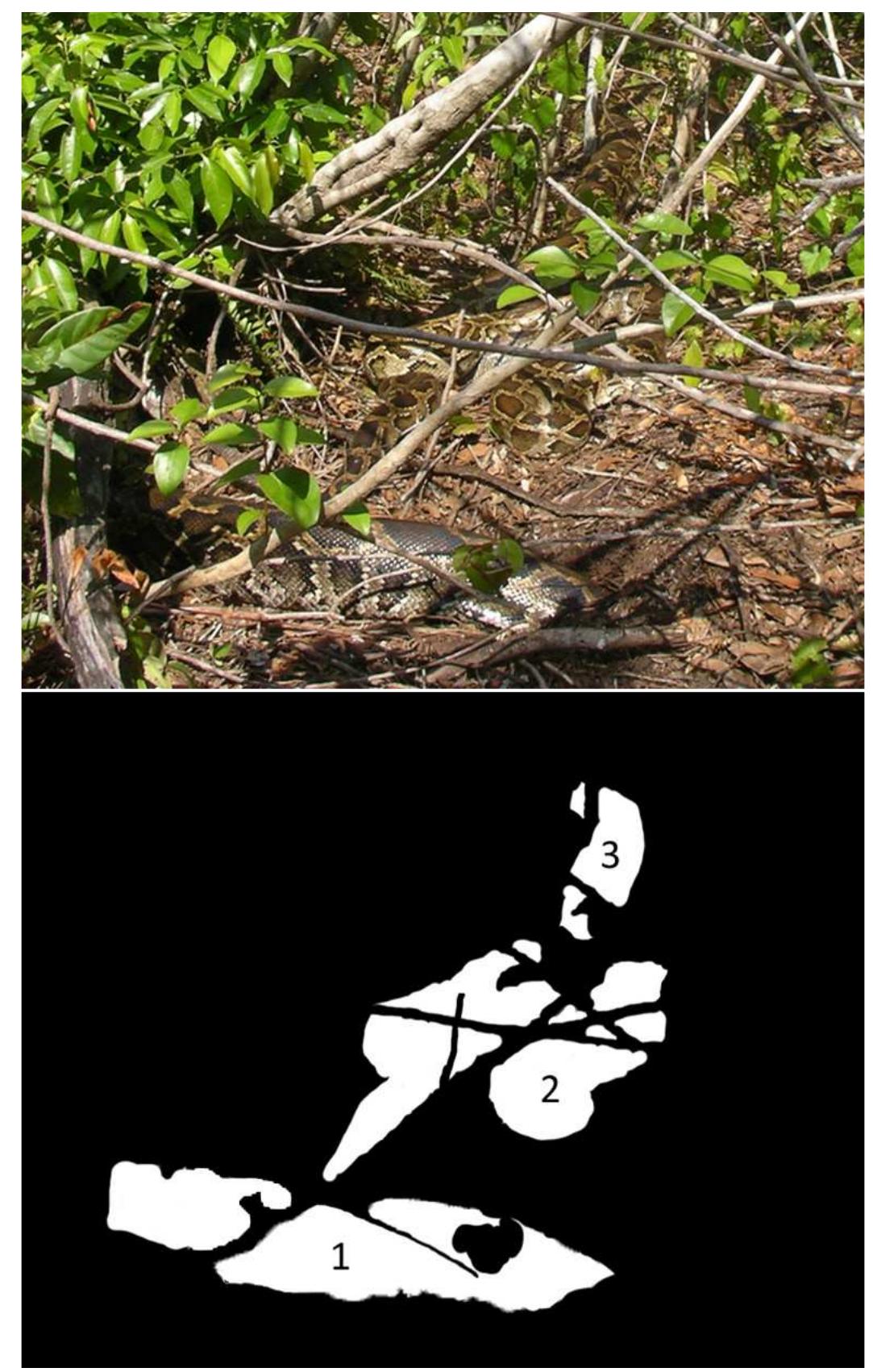 (PDF) Largest Breeding Aggregation of Burmese Pythons (Python ...