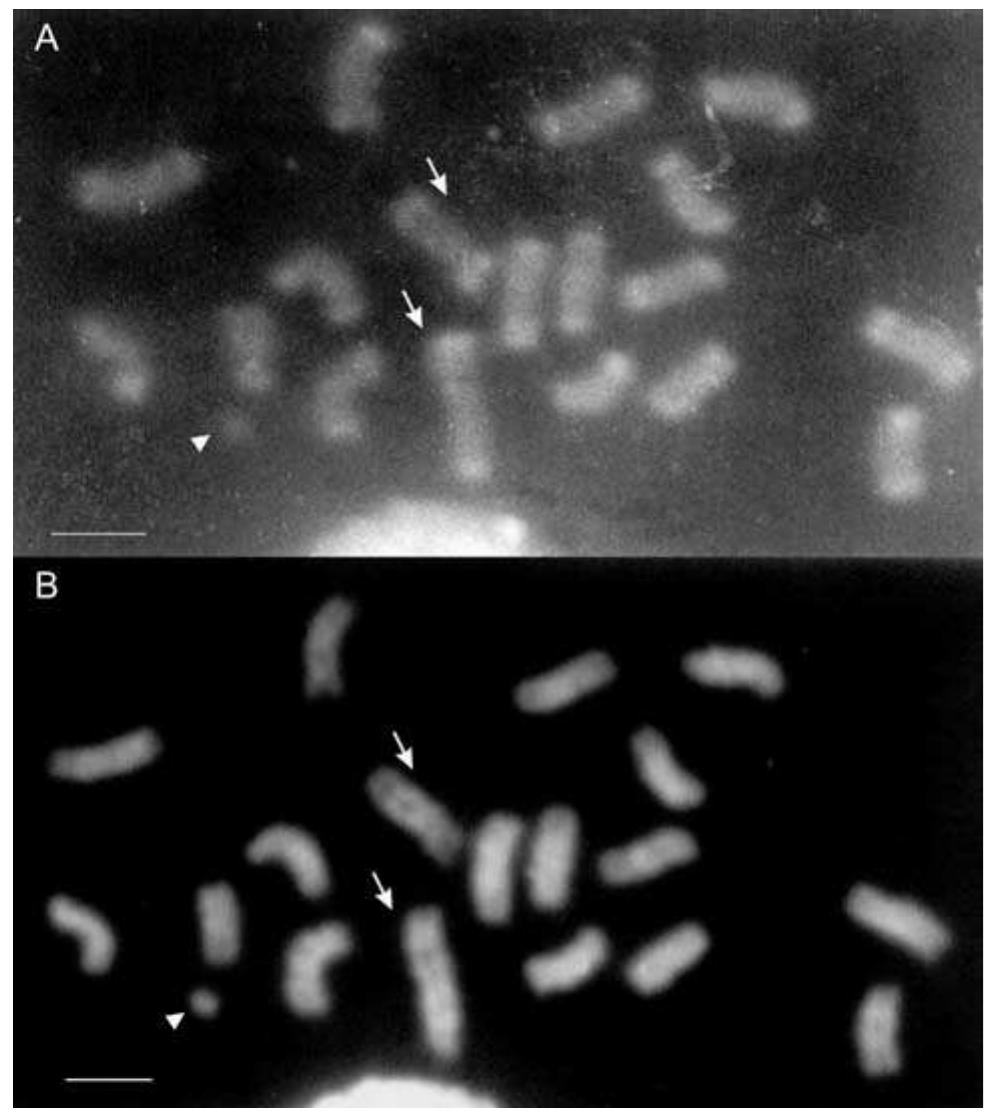 Da Dapi Figure 3 - from Cytogenetic characterization of Melipona
