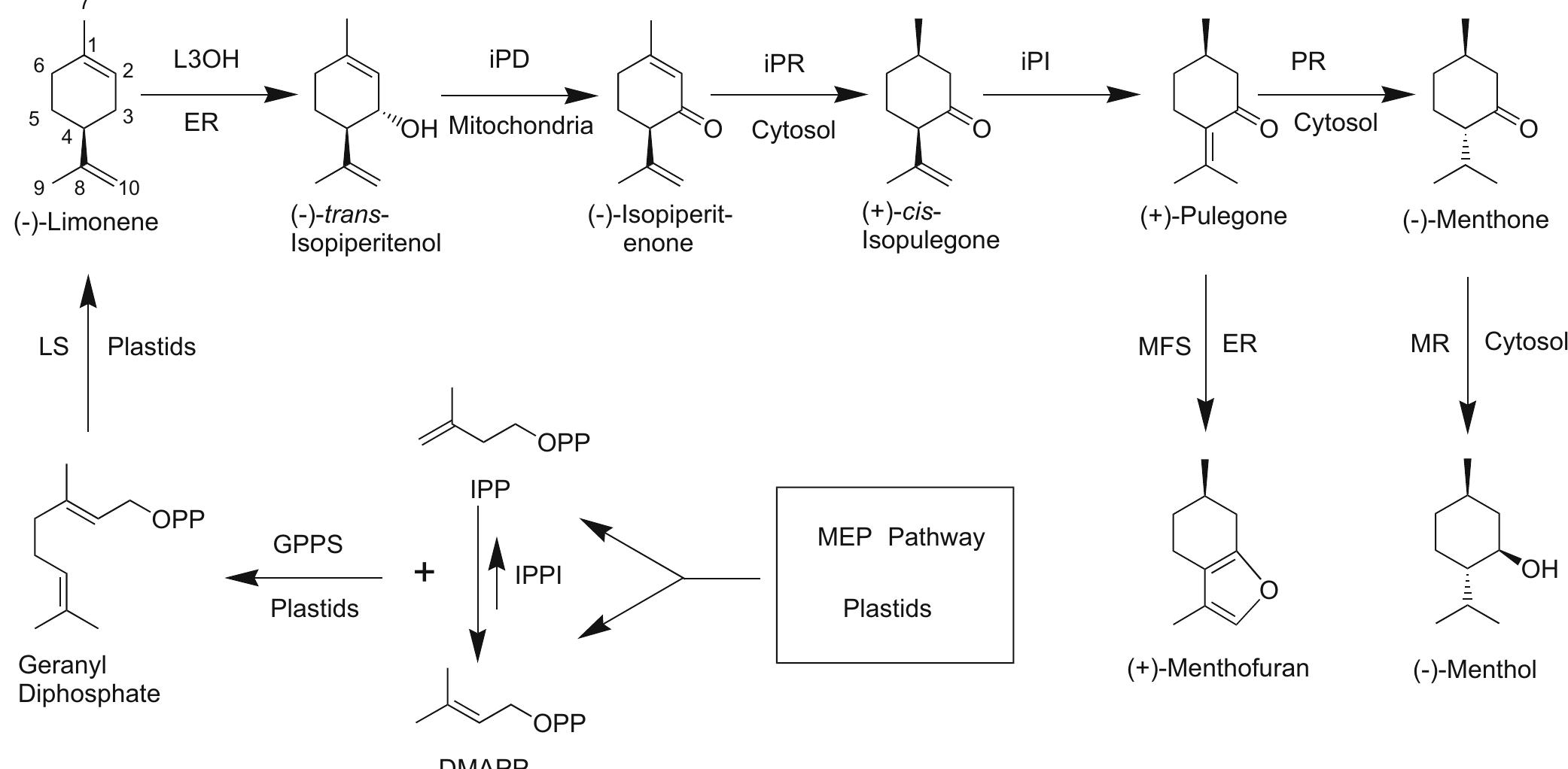 Menthol Compound Genetics Figure 2 - from Menthol biosynthesis and molecular genetics