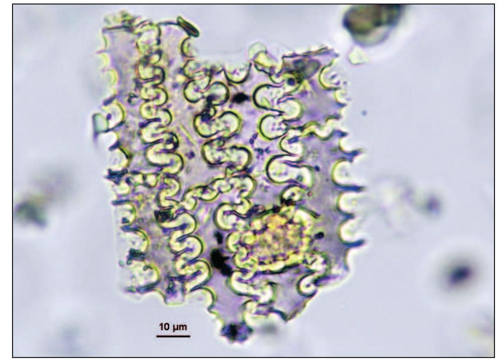 Figure 19. Wheat husk phytolith from Sample ND-14-2 (Trench I, Sample 2).  The faunal spectrum recovered during the 2014 excavation is very similar to other Late Pleistocene faunas in Mount Carmel and the coastal plain (Bar-Oz 2004; Weissbrod ef al. 2013). Specifically, all taxa but the caprines were previously identified in the former campaign at Neve David (Bar-Oz et al. 1999). The caprines could be intrusive, although bezoar goat (Capra aegagrus) does appear in small numbers in the late Pleistocene assemblages of the region. Comparison with the much larger zooarchaeological sample from the old excavation  indicates some differences in relative species abundance,  larger zooarchaeological sample from the old excavation 