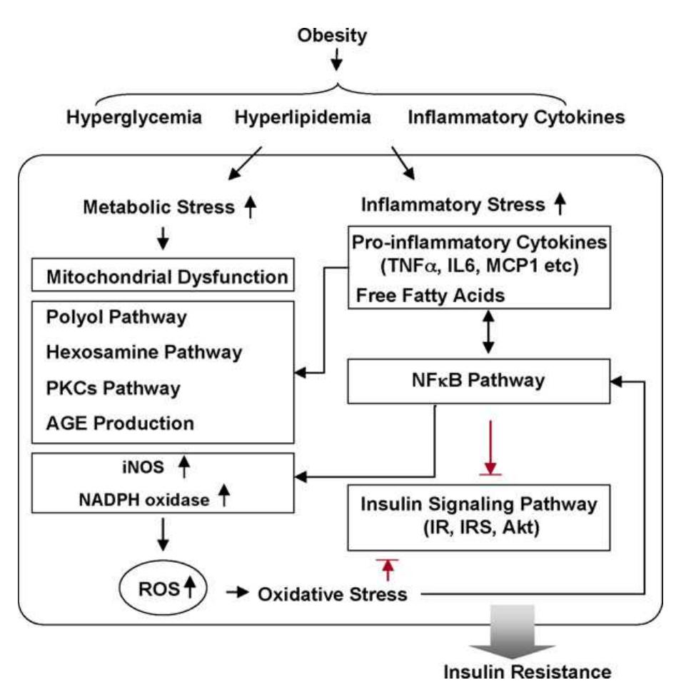 (PDF) New evaluations of redox regulating system in adipose tissue of ...