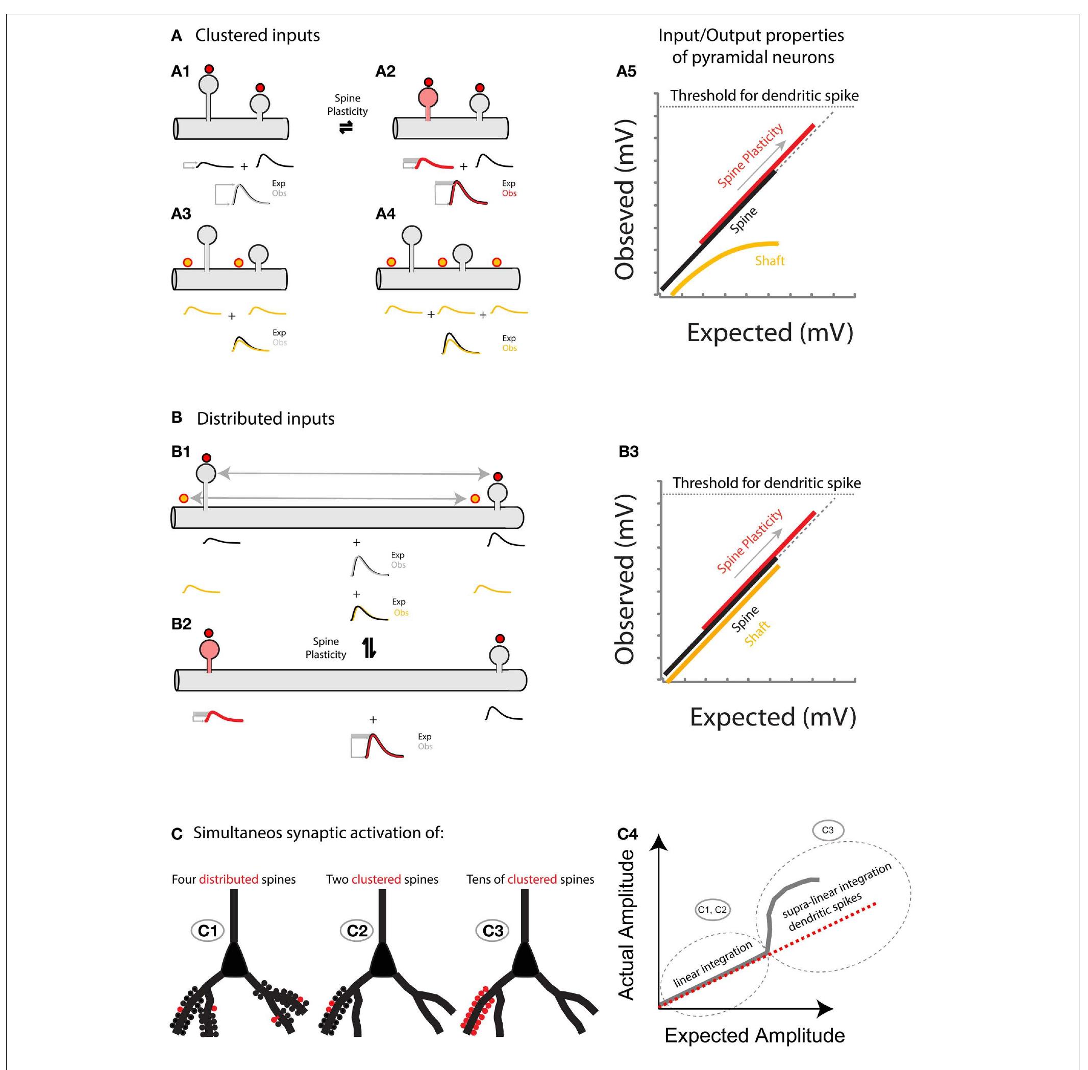 (PDF) Input transformation by dendritic spines of pyramidal neurons