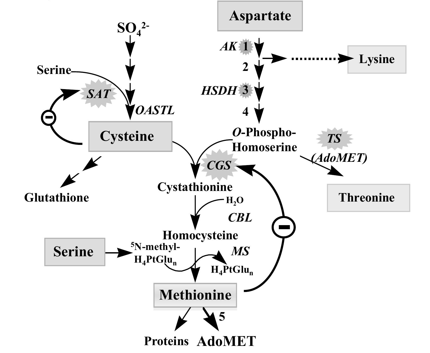 Figure 2 - Methionine biosynthesis in plants: Biochemical