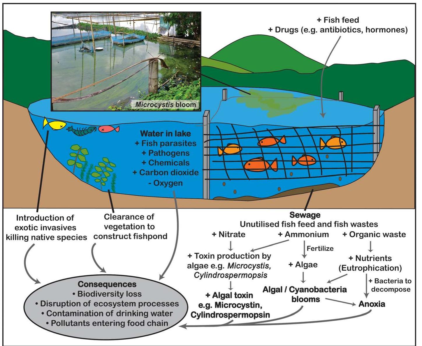 Projected Fish Production Figure 3 - from Establishing the impacts of freshwater