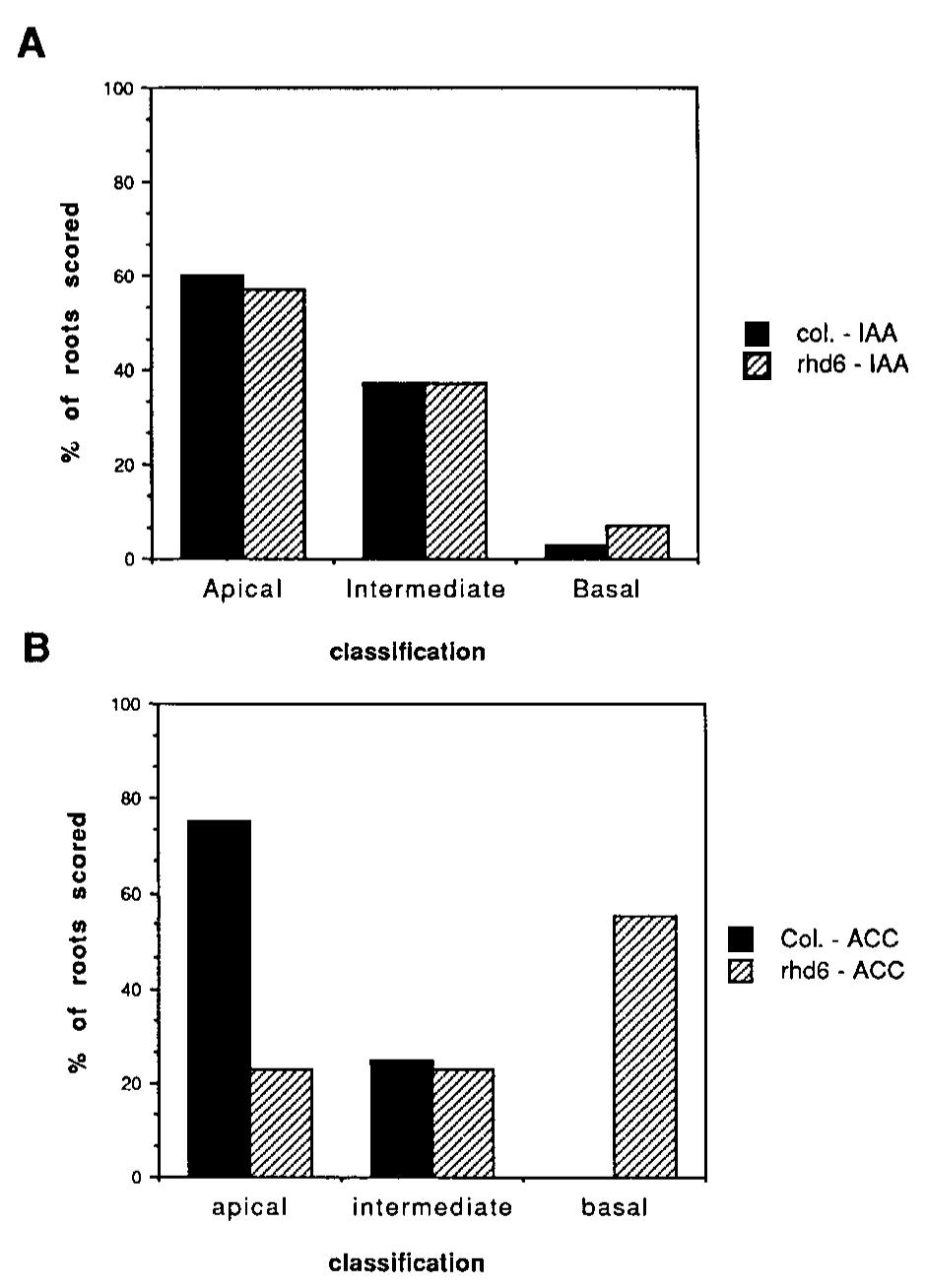 (PDF) The rhd6 Mutation of Arabidopsis thaliana Alters Root-Hair ...