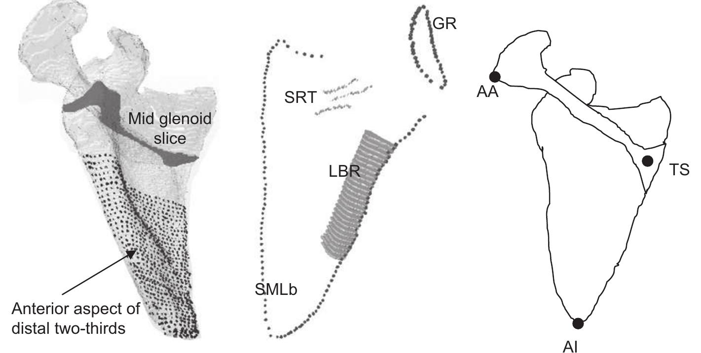 Scapular Frame (PDF) A scapular coordinate frame for clinical and kinematic analyses