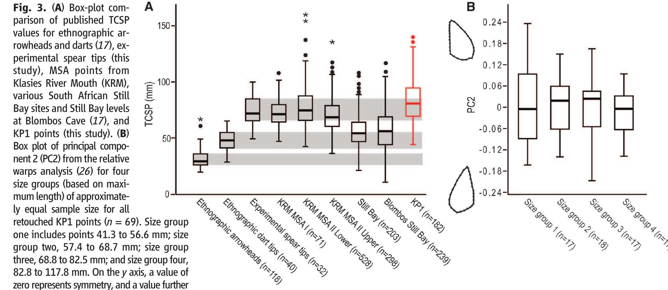 complete nonretouched convergent blade, banded ironstone. (E) Comparison of DIF frequencies (95% confidence intervals) at Holocene kill and habitation sites with well-established weapon tips (11, 27, 28, 36), experimental weapon tip studies (10, 27, 37-40), trampling experiments (32, 41), and KP1.  scope, we recorded the macroscopic edge dam- age that was evident on all complete points (26). Edge damage was more frequent at point tips than along point edges, and distributions were similar between left and right sides (Fig. 4A).  point tips (Fig. 4B). In aggregate, the damage along the dorsal surface of the KP1 points was similar to the distributions of post-patination scars [two-sample Kolmogorov-Smirnov tests (D, Kolmogorov-Smimov statistic) were used for all comparisons of damage distribution; left, Dymax = 9.060, Deus = 9.039, P > 0.05; right, Dax = 9.068, Dos = 0.036, P > 0.05], whereas the damage along the ventral surface was differ- ent (left, Dinax = 0.060, Dovs = 0.087, P < 0.05;  expected to be symmetrical regardless of size (26). There are no significant differences in the symmetry (analysis of variance, F = 0.197, P = 0.898) or variance (Levene’s test, P = 0.236) of KP! points grouped by size (Fig. 3B). Small re- touched points are as symmetrical as large re- touched points. 