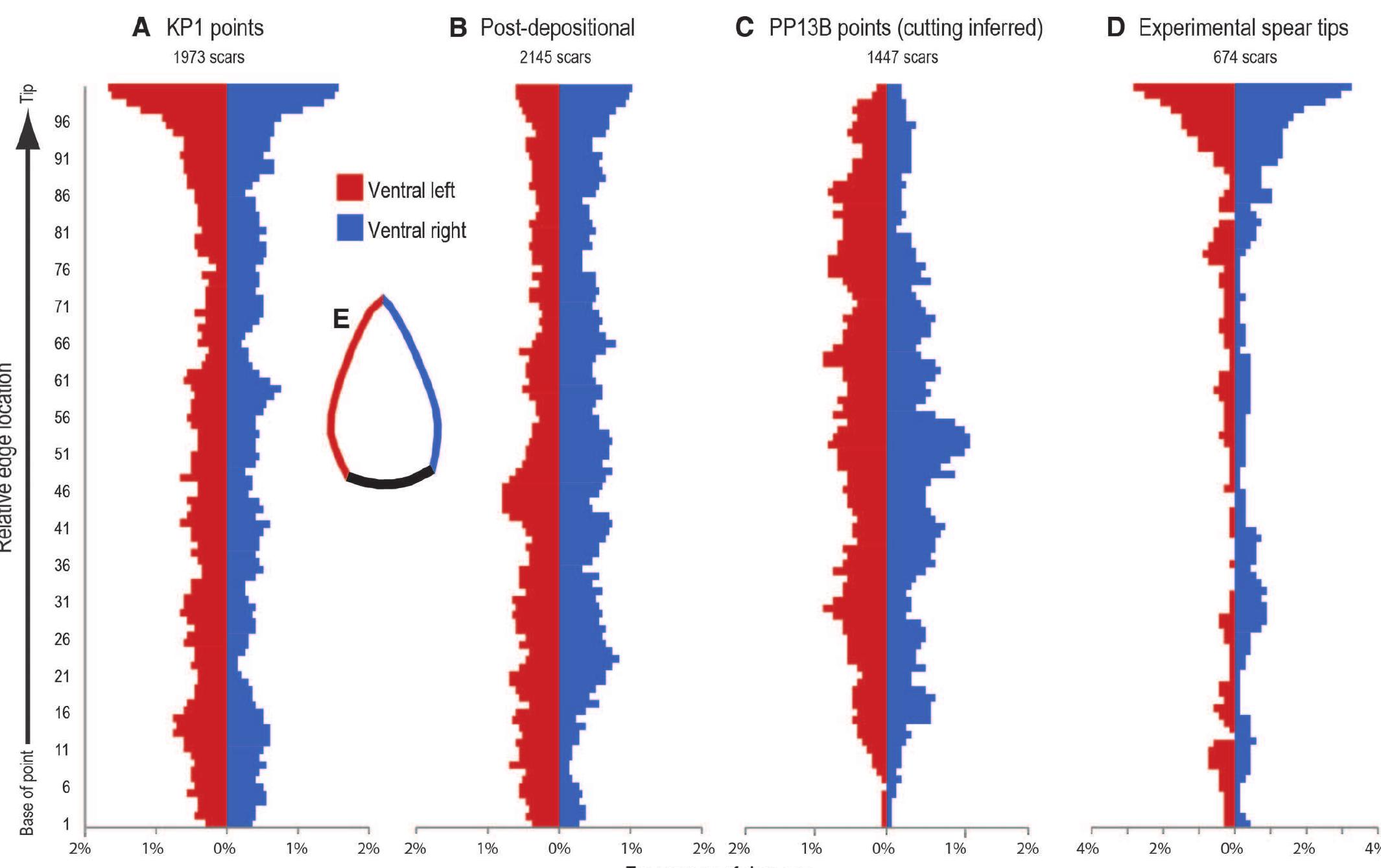 points, whose cutting function is inferred (n = 86). (D) Experimental spear tips (n = 32). (E) Consensus shape of KP1 points based on geometric mor- phometric analysis (26).  Fig. 4. Comparison of ventral edge damage distributions. (A) Complete KP1 points (n = 106). (B) Post-patination damage on complete KP1 points (n = 106), serving as proxy for post-depositional processes. (C) PP13B complete 