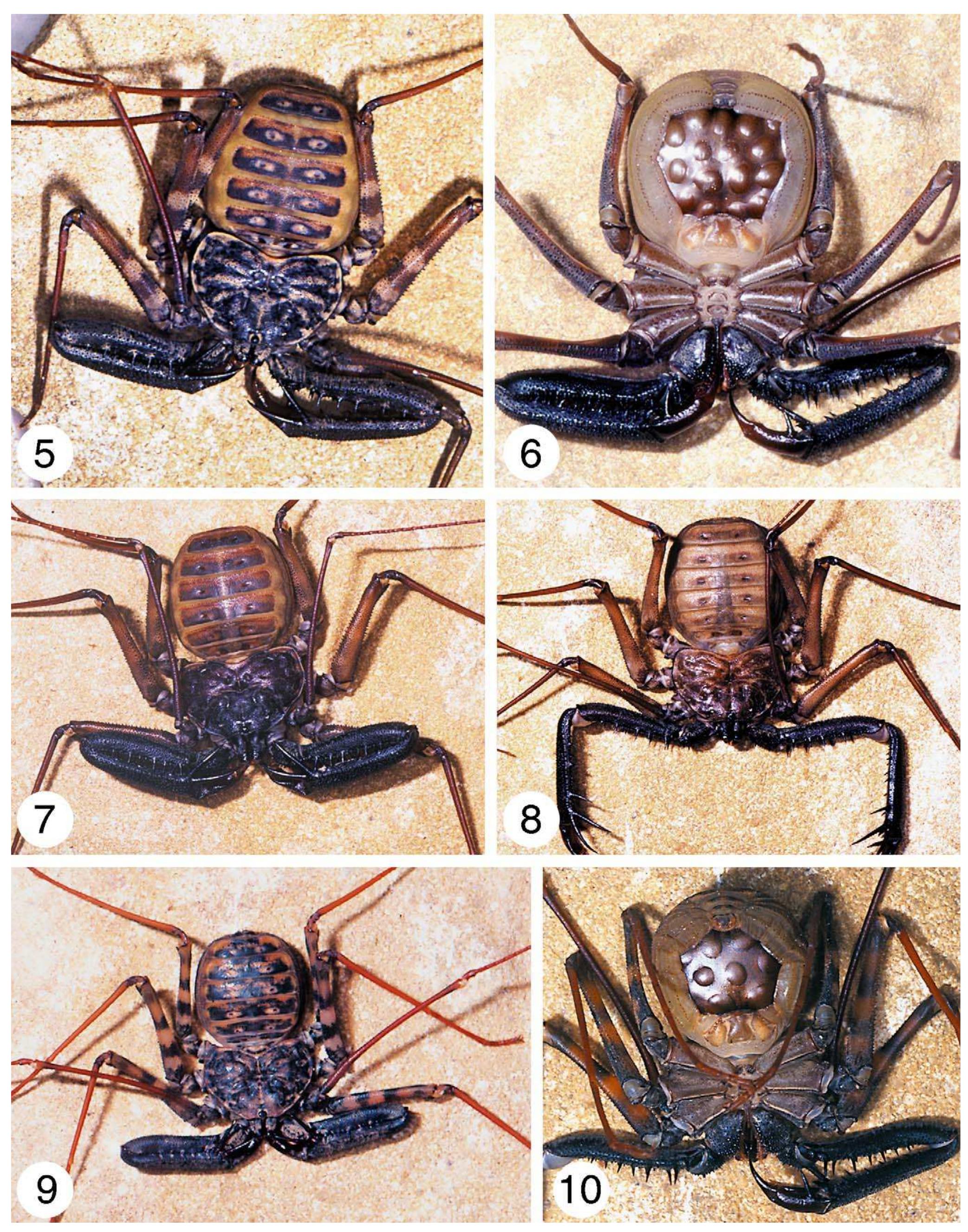 (PDF) Systematics of the Damon variegatus group of African whip spiders ...