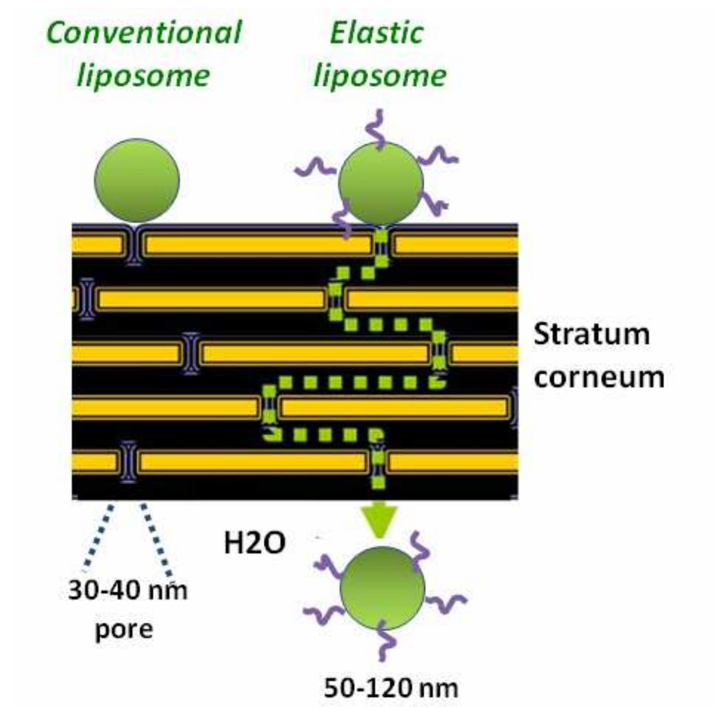 PDF) Nanocosmetics and Nanomedicines: New Approaches for