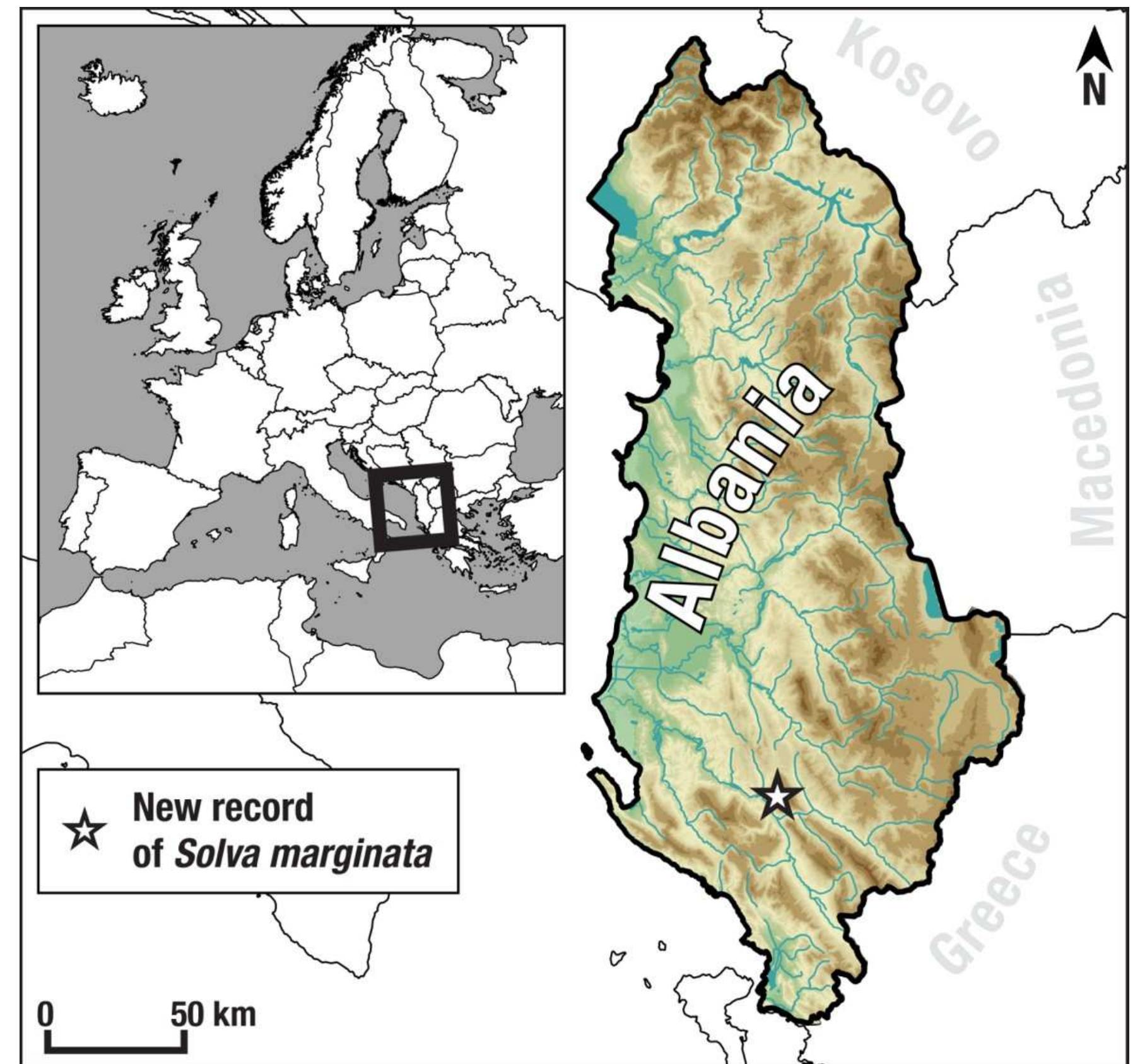 PDF) Solva marginata (Diptera: Xylomyidae) represent a family new to Albania