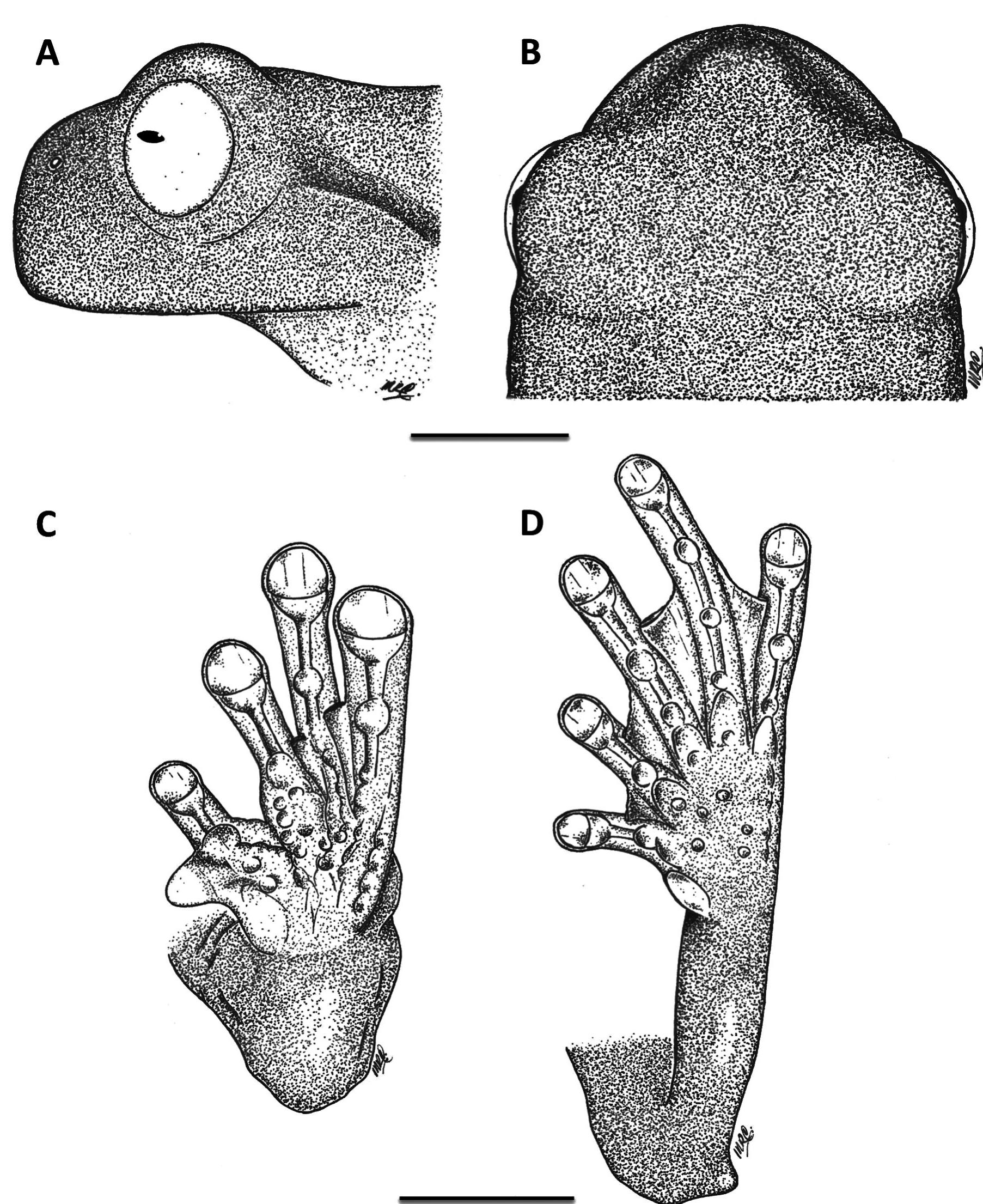 Dorsal and ventral views (in preservative) of the holotype