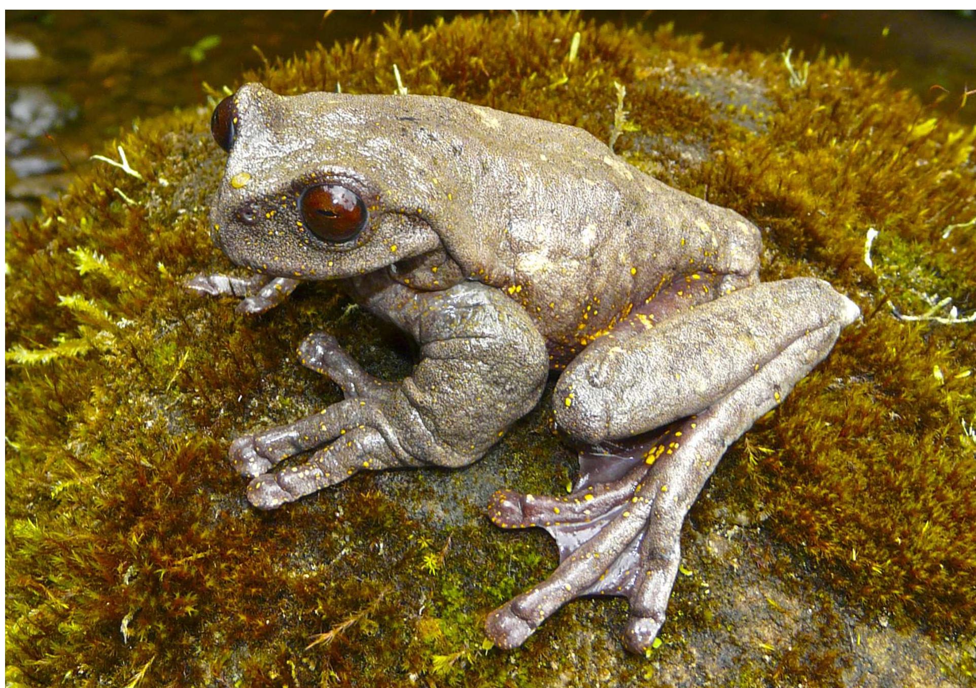 Stream Tree Frog Figure 4 - from A new red-eyed of stream treefrog of
