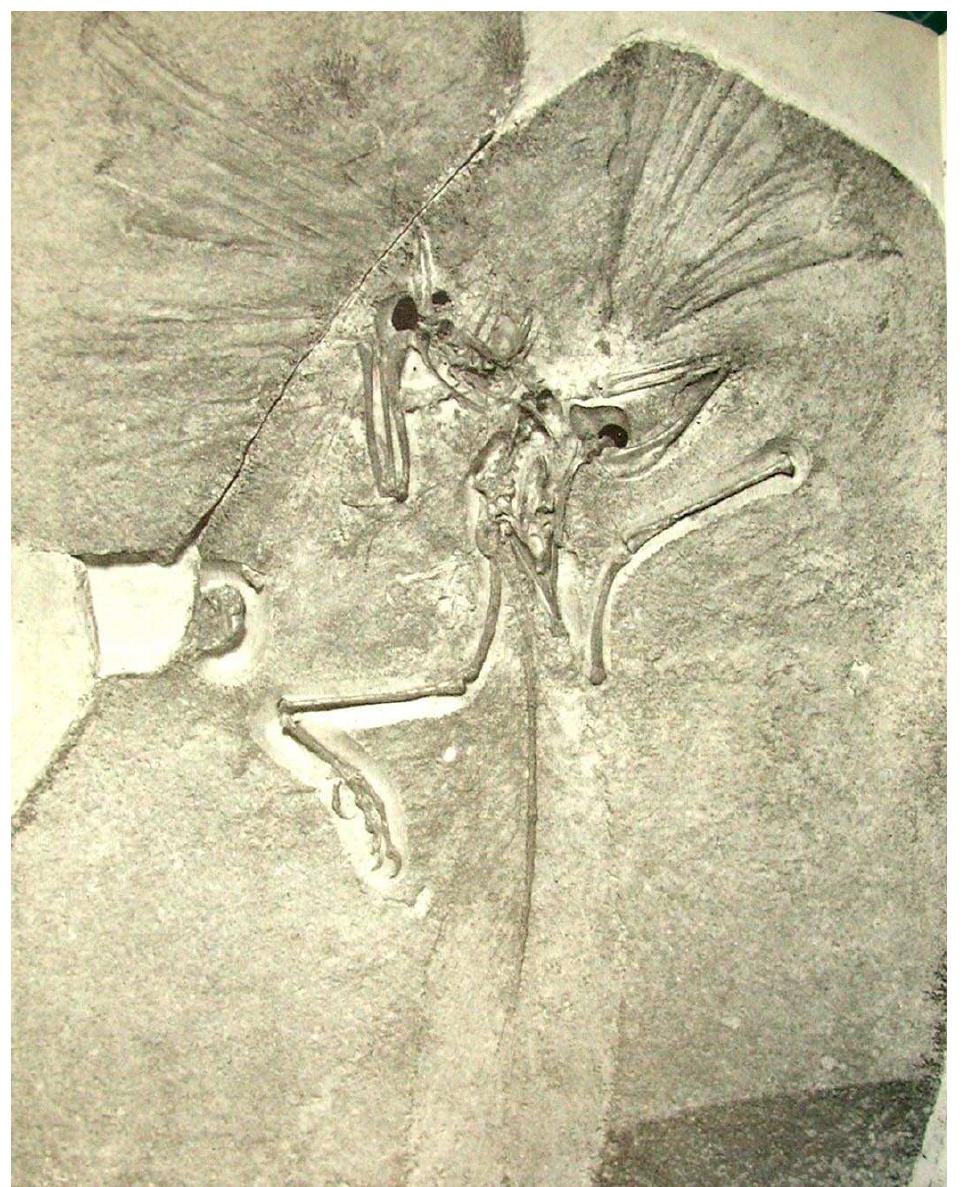 (PDF) History of paleontology