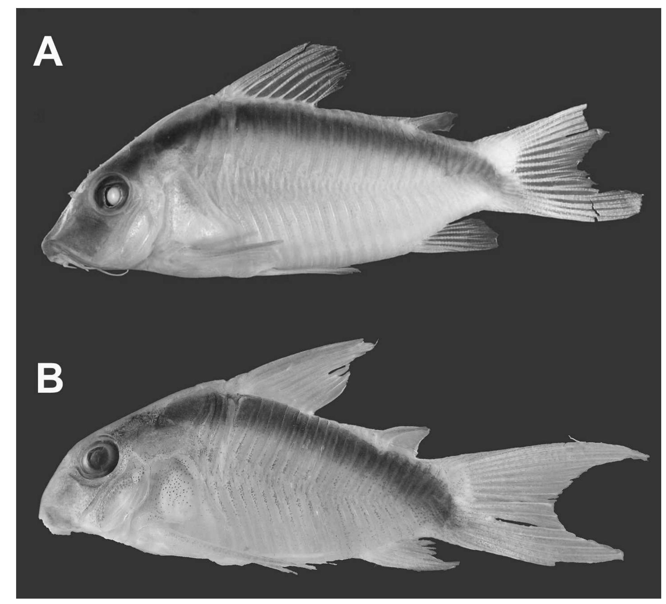 Ostariophysi Examples (PDF) A New Species of Corydoradinae Catfish (Ostariophysi ...