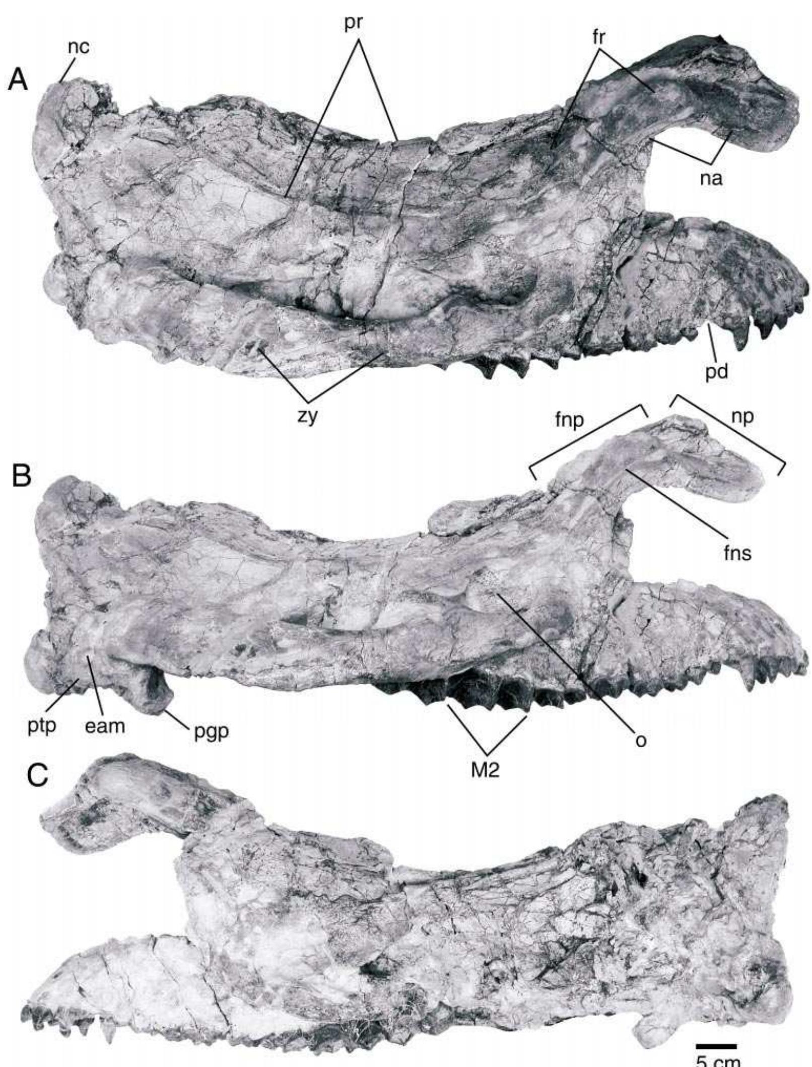(PDF) A New Brontothere (Brontotheriidae, Perissodactyla, Mammalia ...