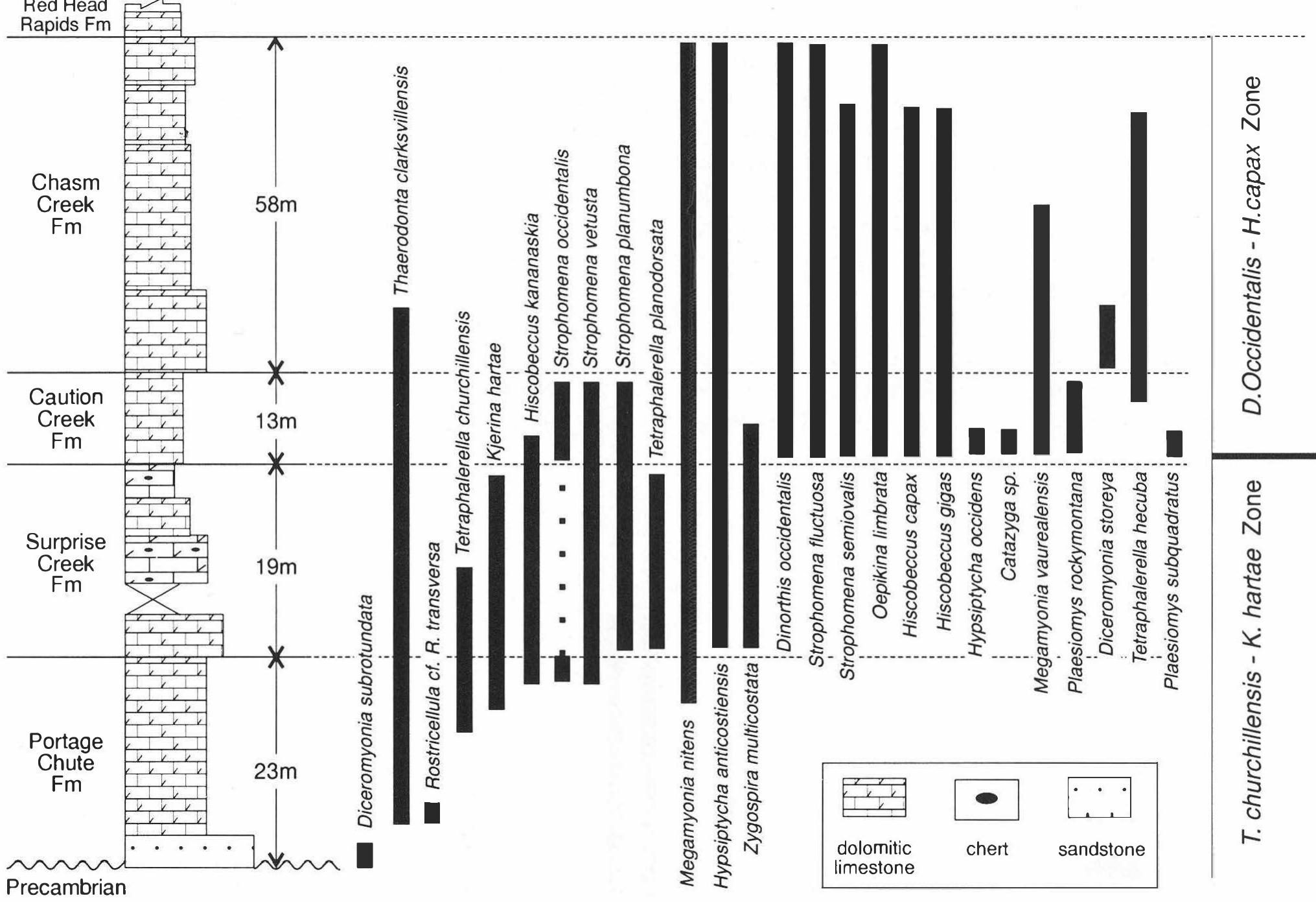 Range chart of articulate brachiopods in outcrops of the