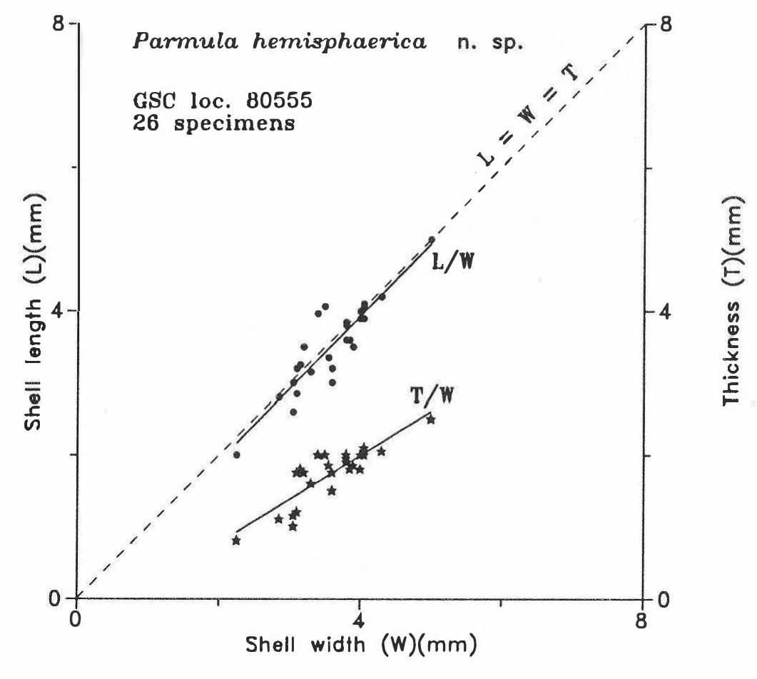 Parmula Shell dimensions of parmula hemisphaerica n. sp. ekwan river