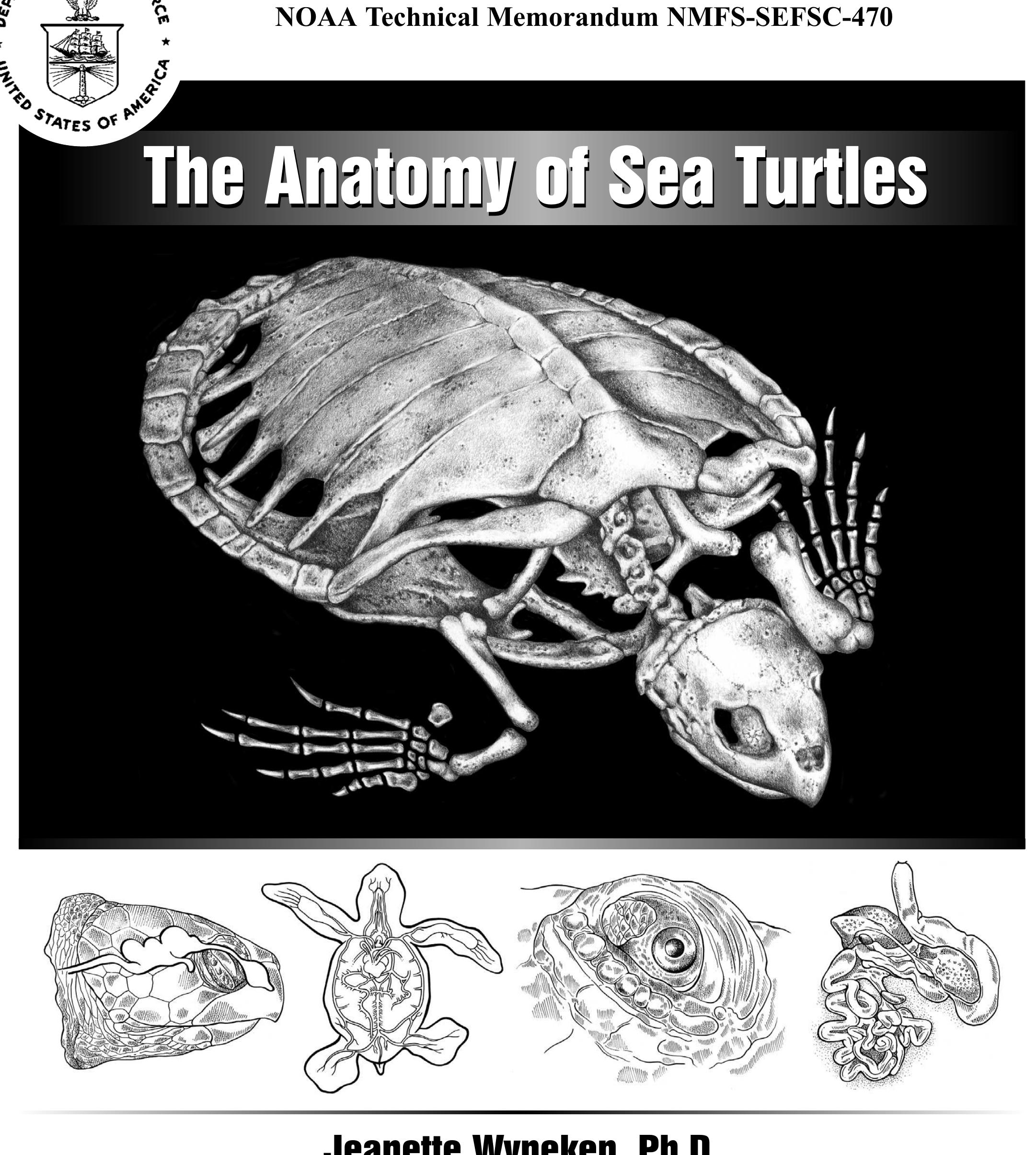 (PDF) Anatomy of Sea Turtles