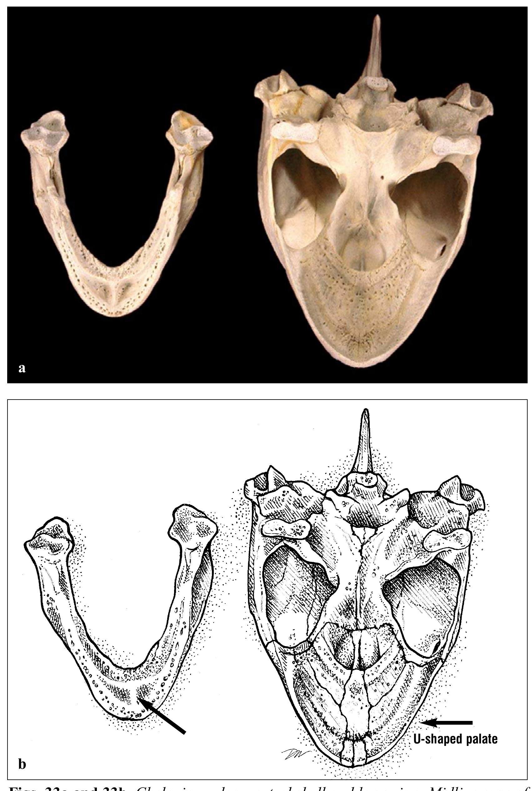 Turtle Condyle Bone Figure 34 - Anatomy of Sea Turtles