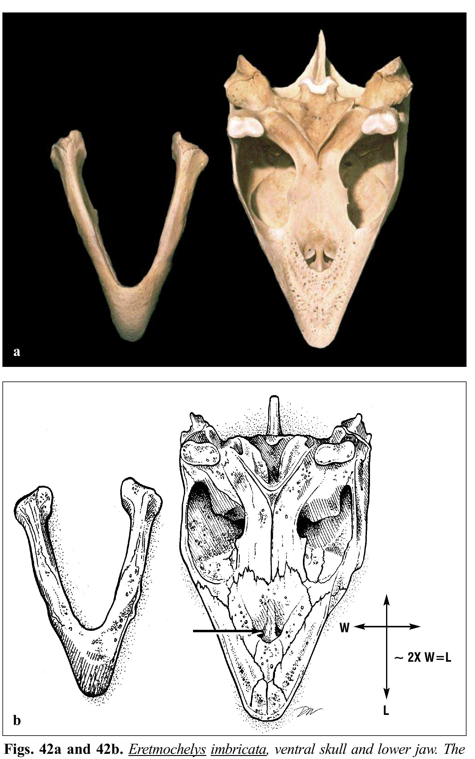 Turtle Condyle Bone Figure 42 - Anatomy of Sea Turtles