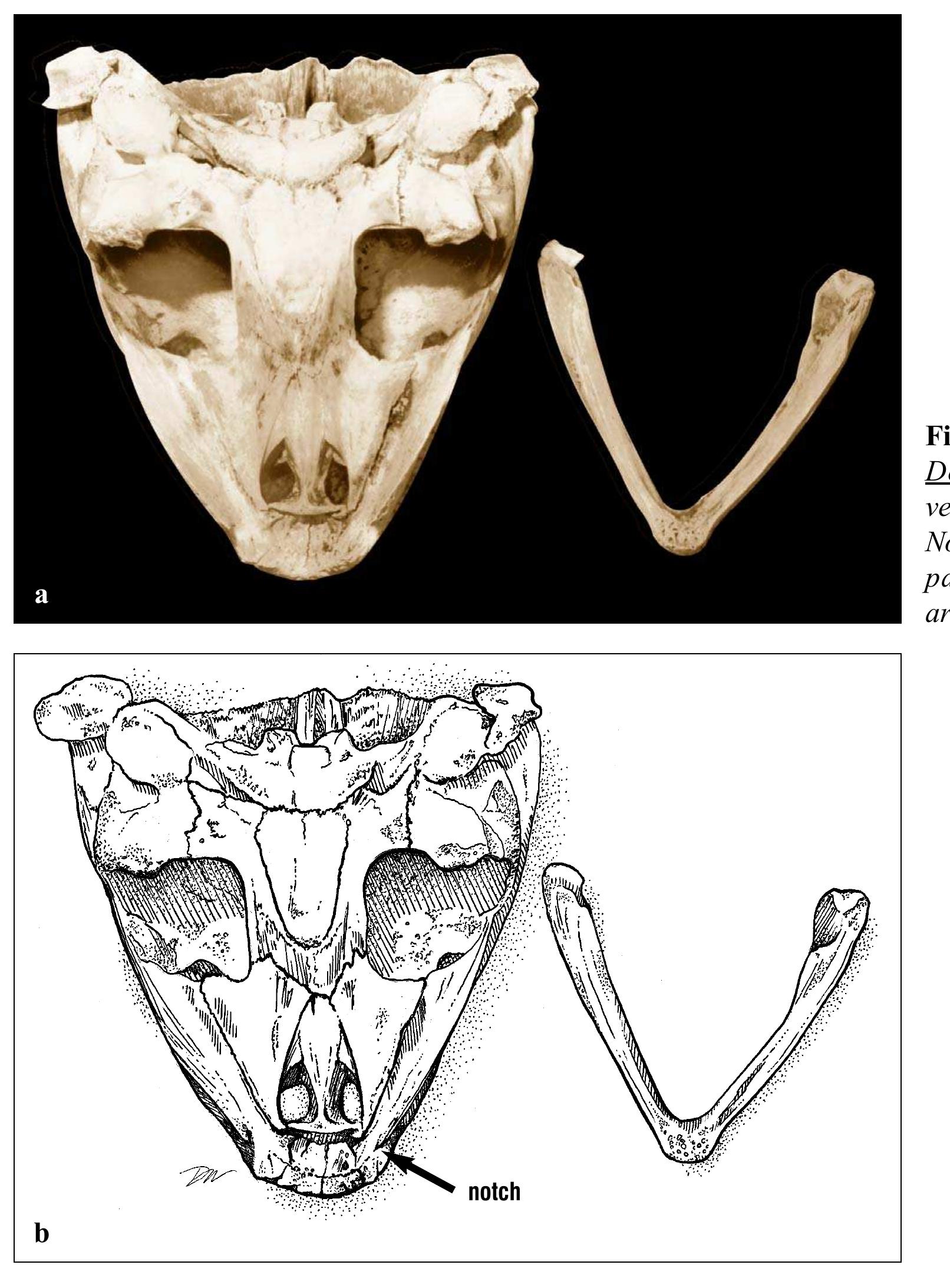 Turtle Condyle Bone Figure 44 - from Anatomy of Sea Turtles
