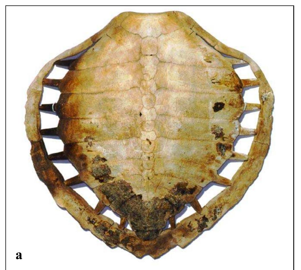 Figure 94 - from Anatomy of Sea Turtles