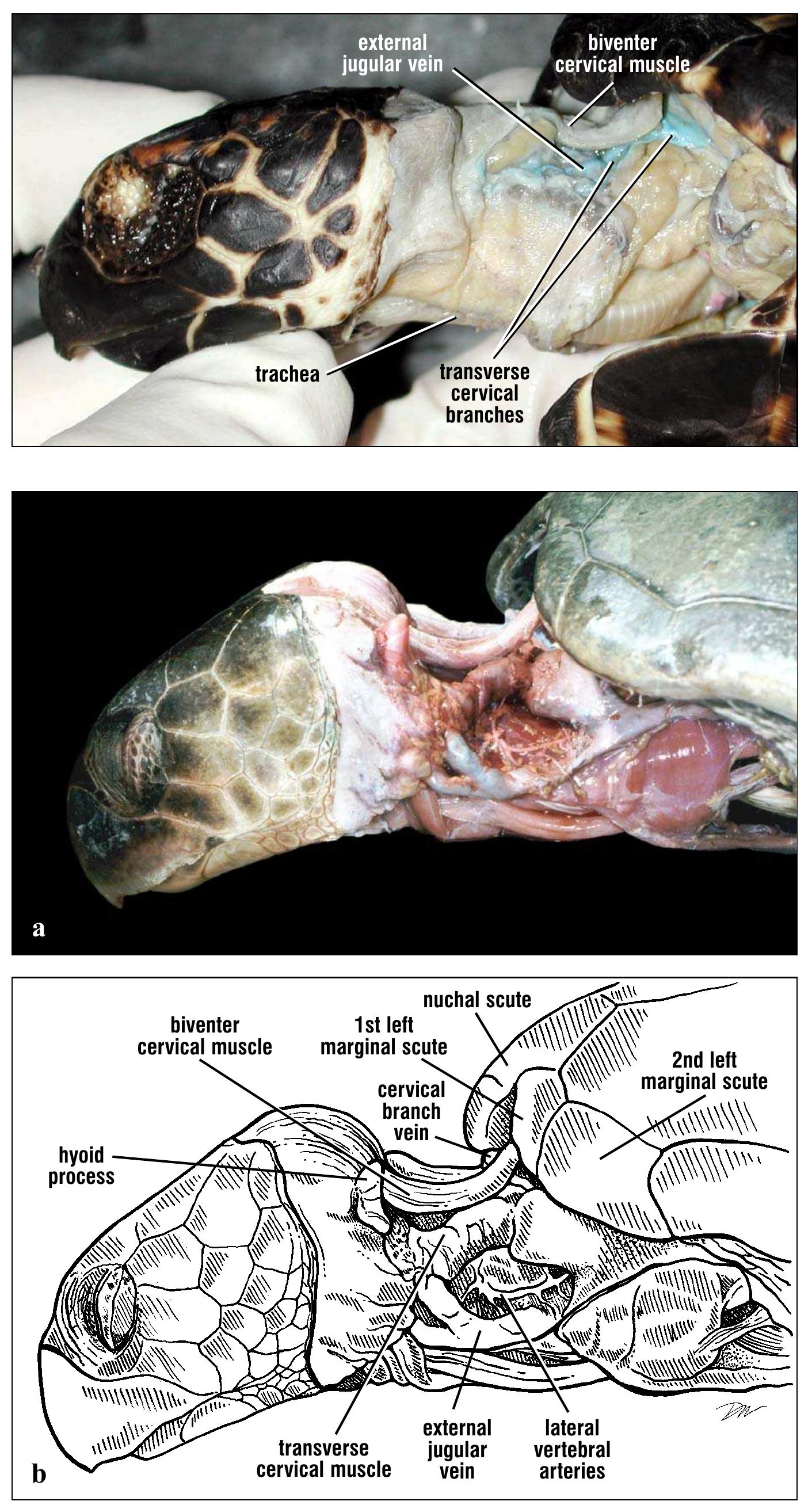 Turtle Condyle Bone Figure 168 - from Anatomy of Sea Turtles