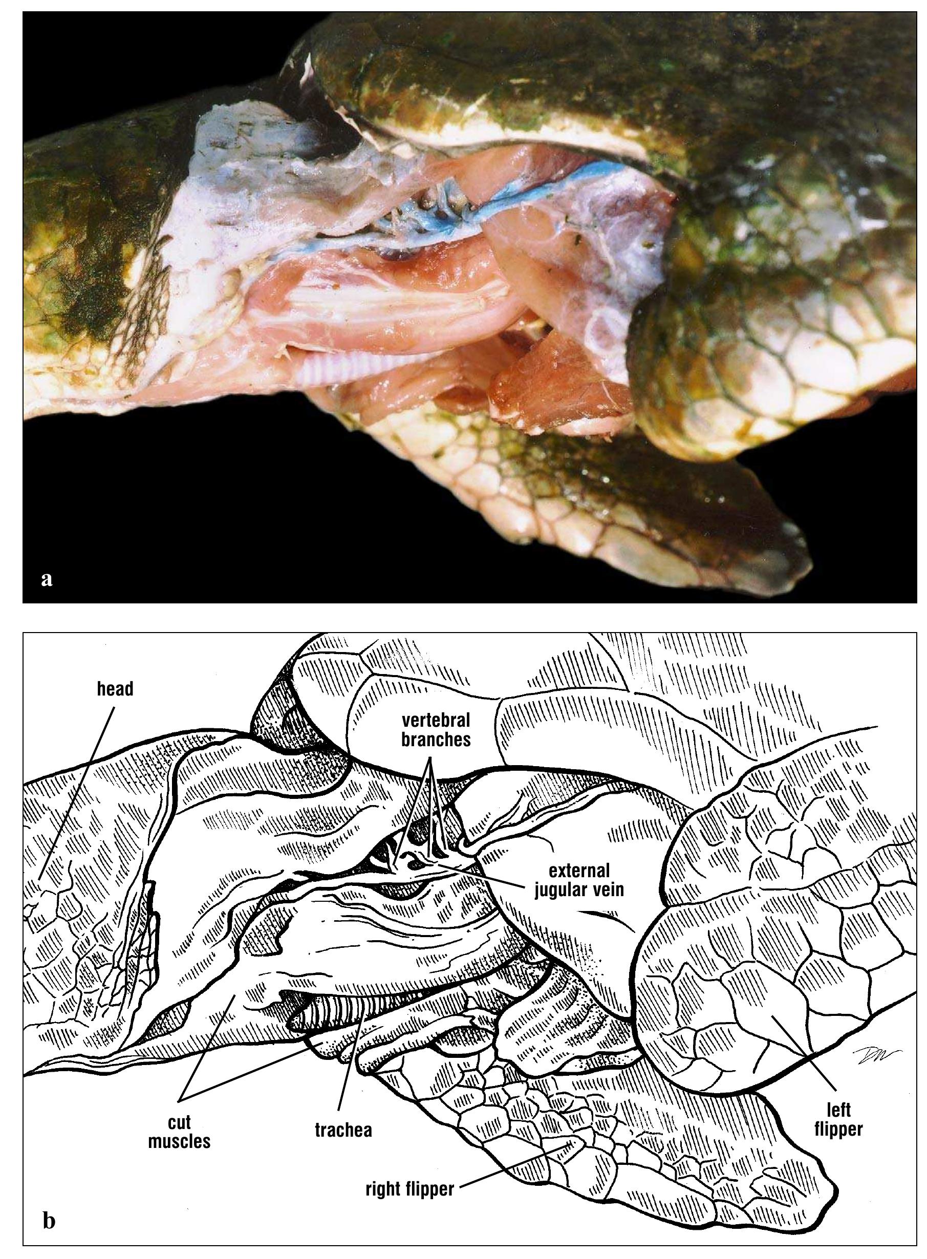 Figure 169 - Anatomy of Sea Turtles