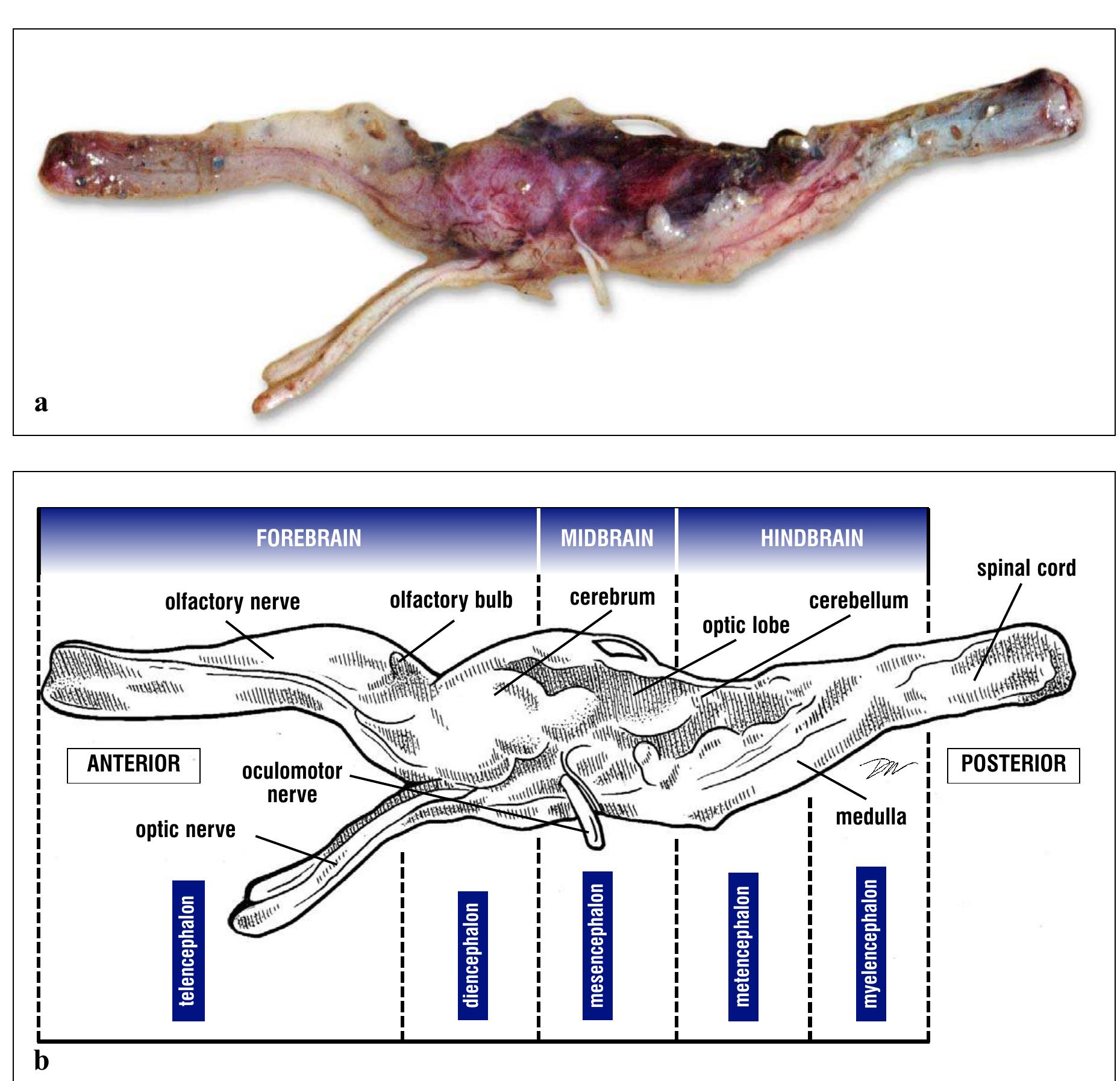 Figure 214 - from Anatomy of Sea Turtles