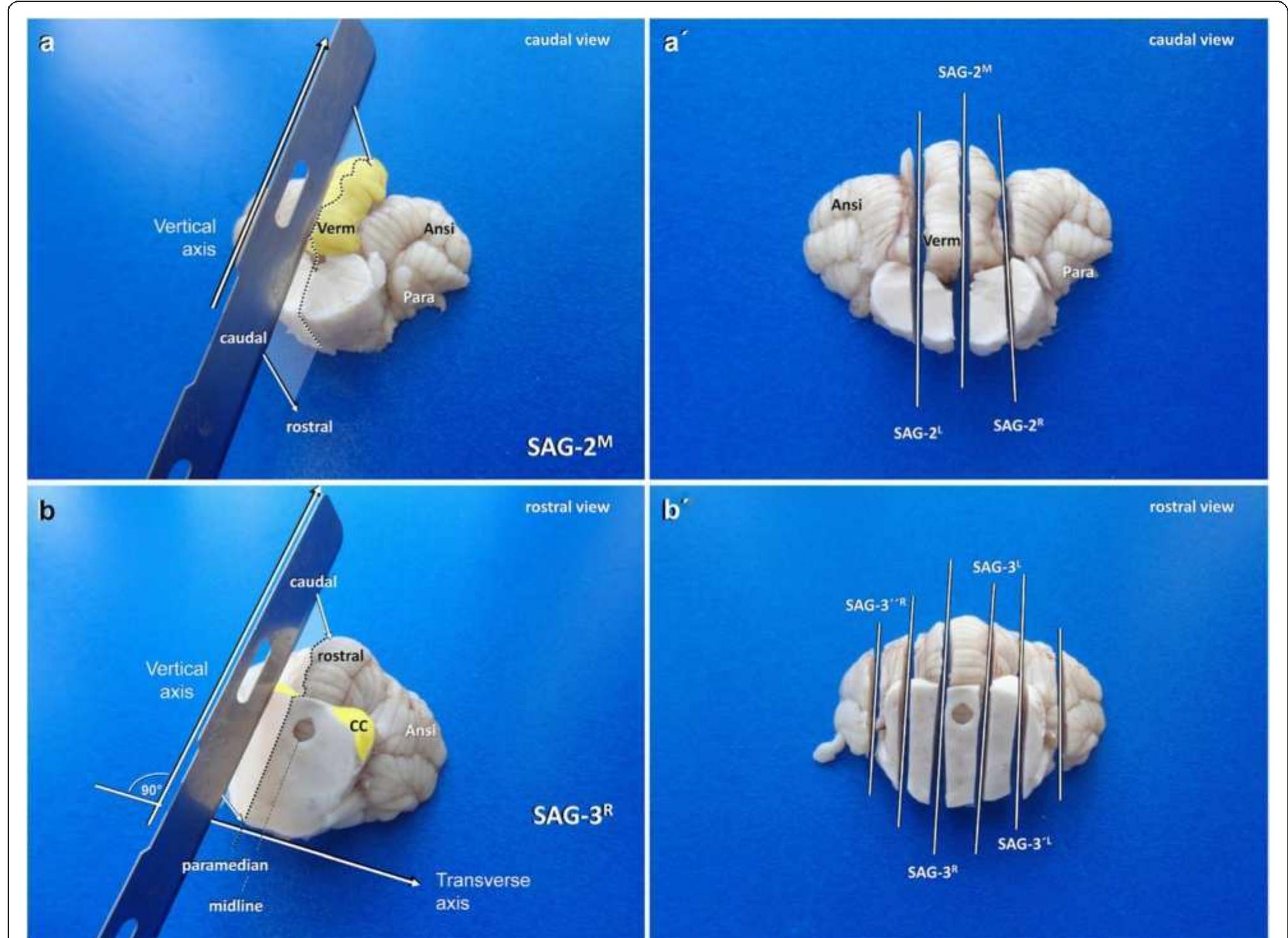 Sagittal Cut Dissection Example Sagittal dissection of the caudal (a, a’) and rostral (b,
