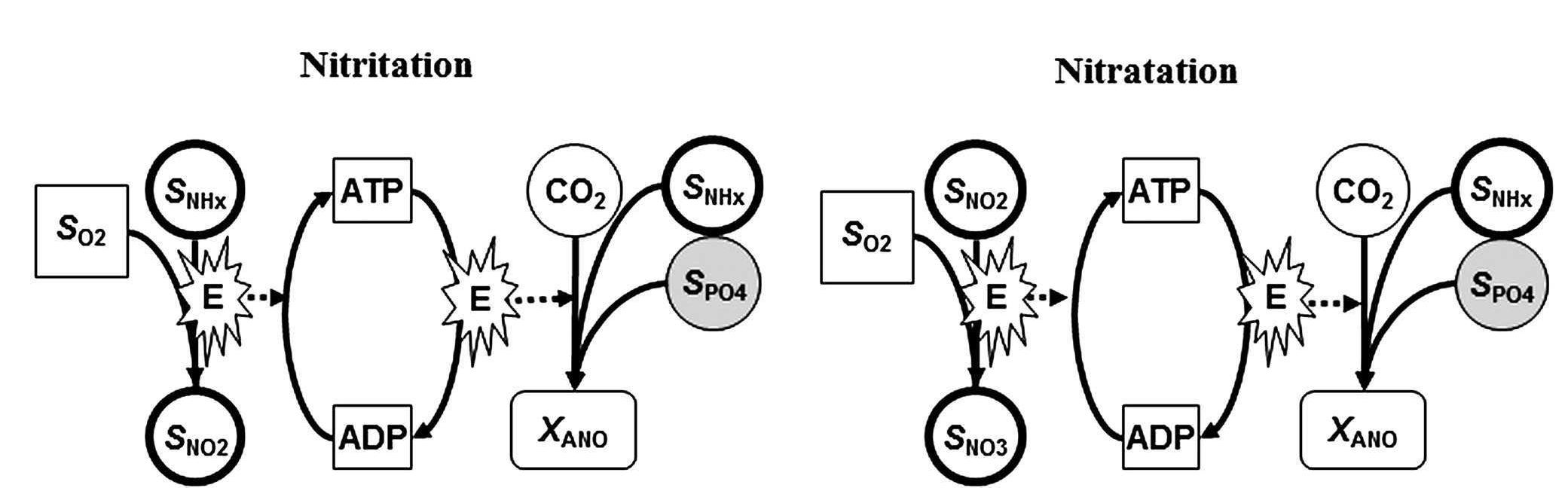 Nitratation Figure 3 - from Critical review of activated sludge