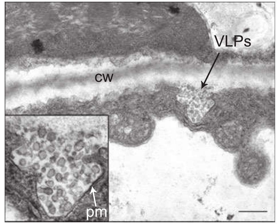 Vlp (PDF) The production of hemagglutinin-based virus-like particles in ...