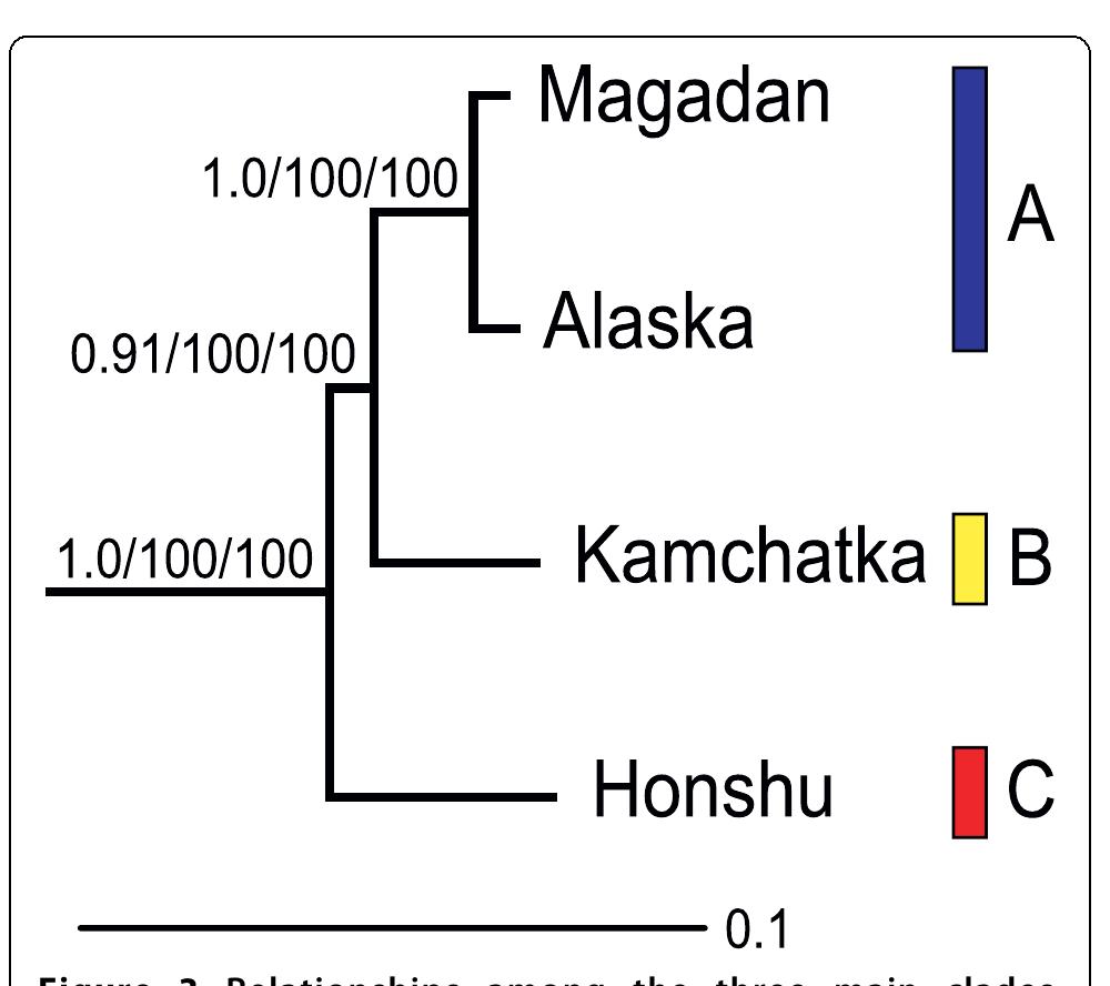 Mitochondrial cytochrome b gene tree. dated gene tree for