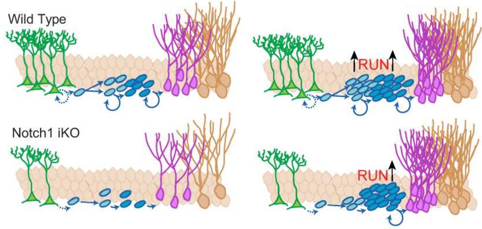 Proposed model of notch1 in regulating adult neurogenesis