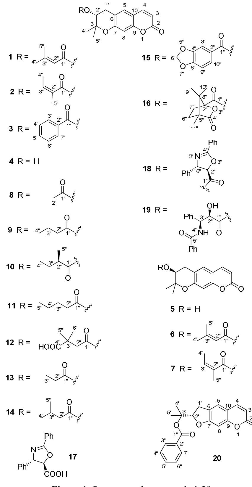 PDF) Verbascoside isolated from Lepechinia speciosa has inhibitory activity  against HSV-1 and HSV-2 in vitro