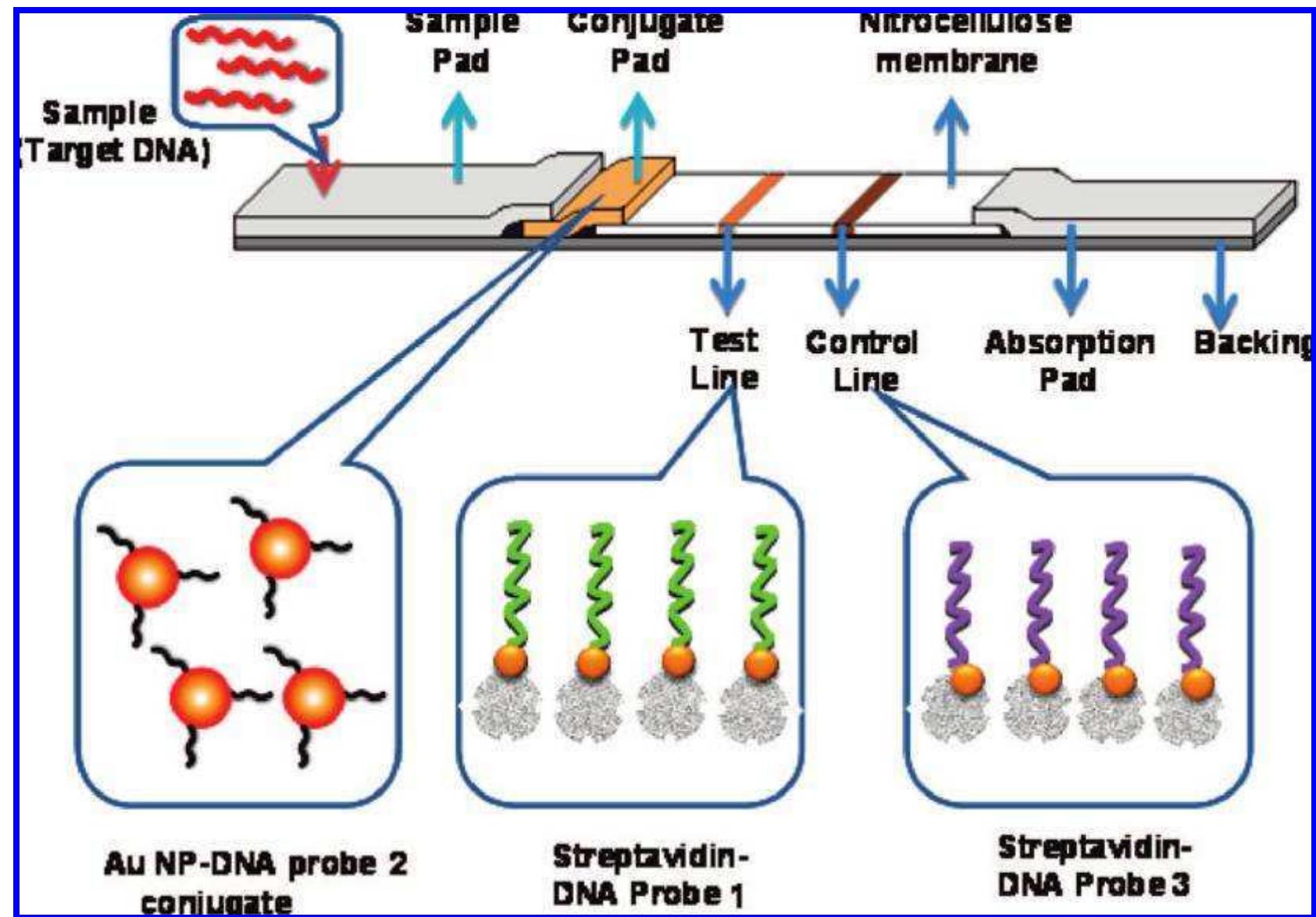 Figure 1 - from Disposable Nucleic Acid Biosensors Based on